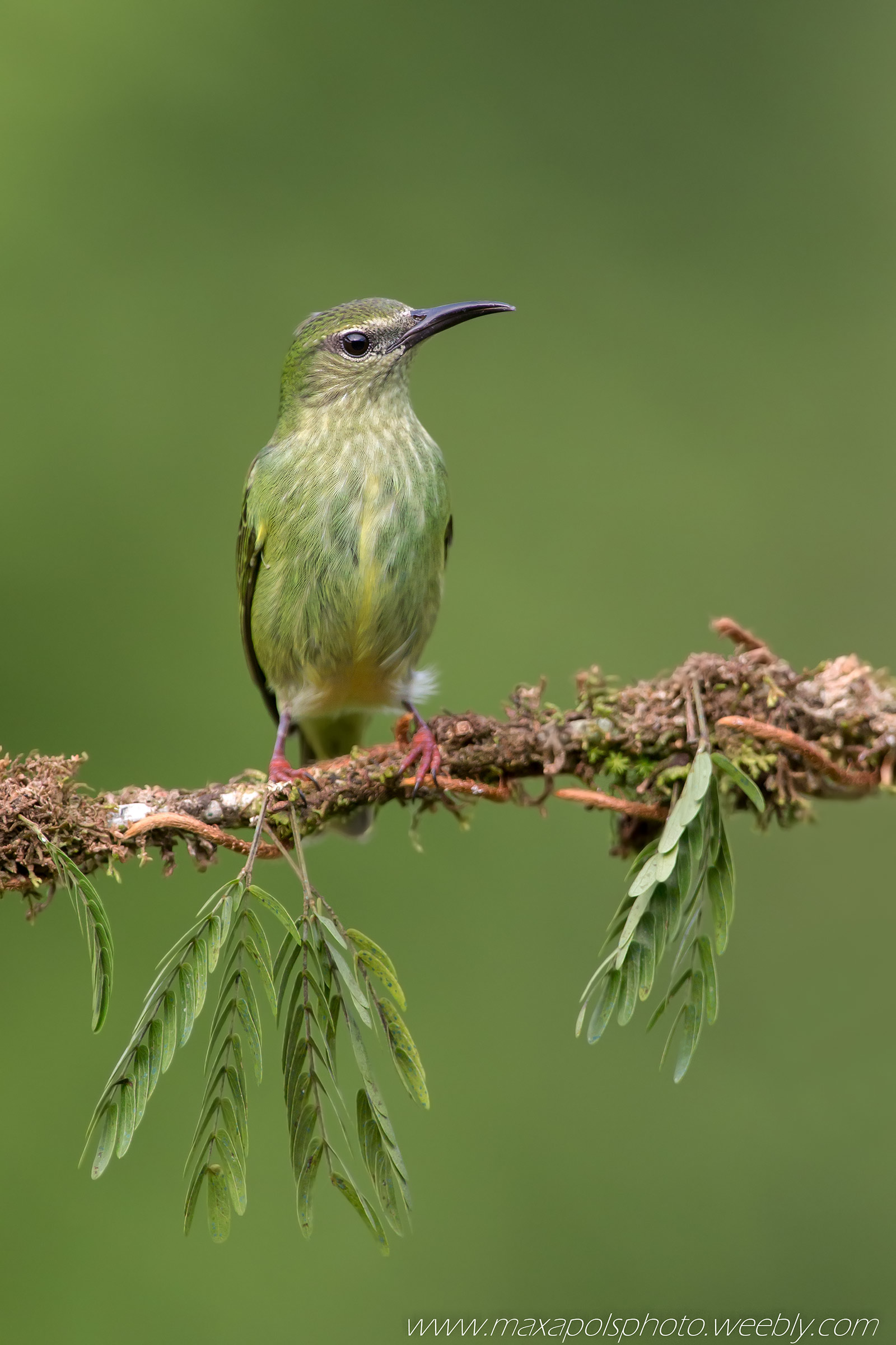 cianepre zampe rosse f...