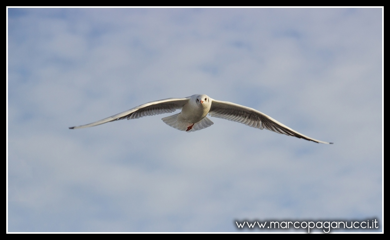 Il Gabbiano Jonathan