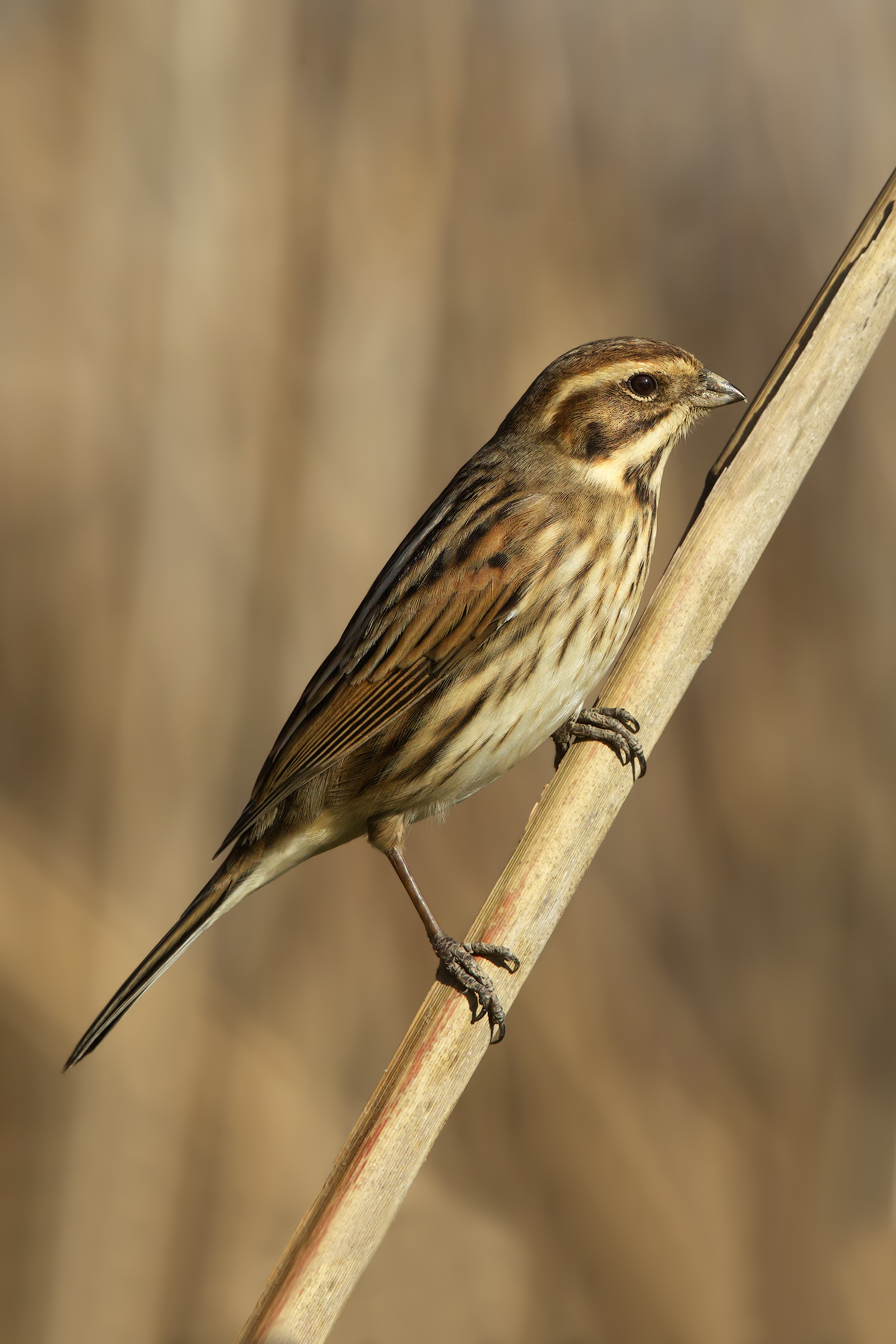 Migliarino di palude