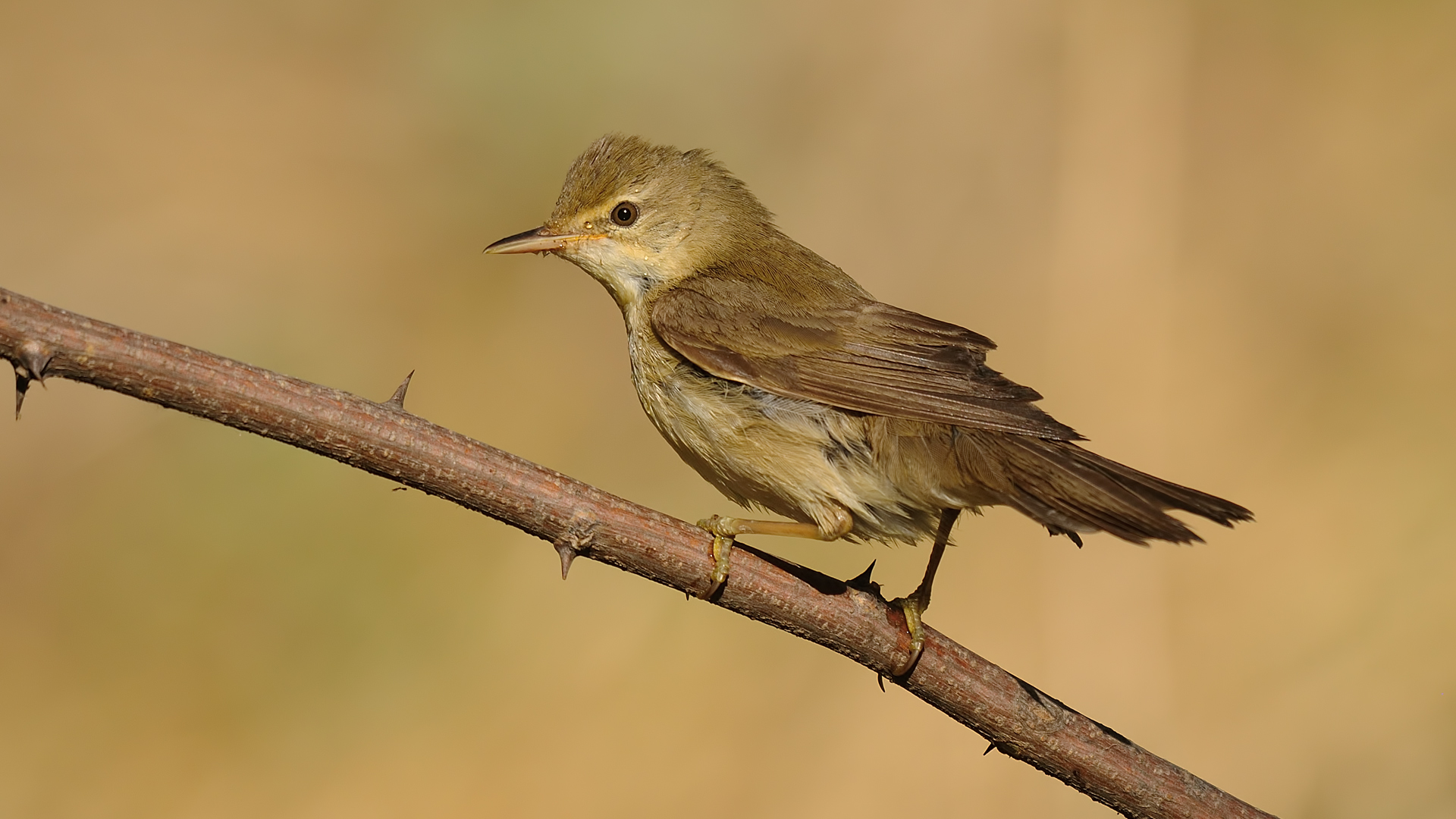 Acrocephalus palustris » Marsh warble