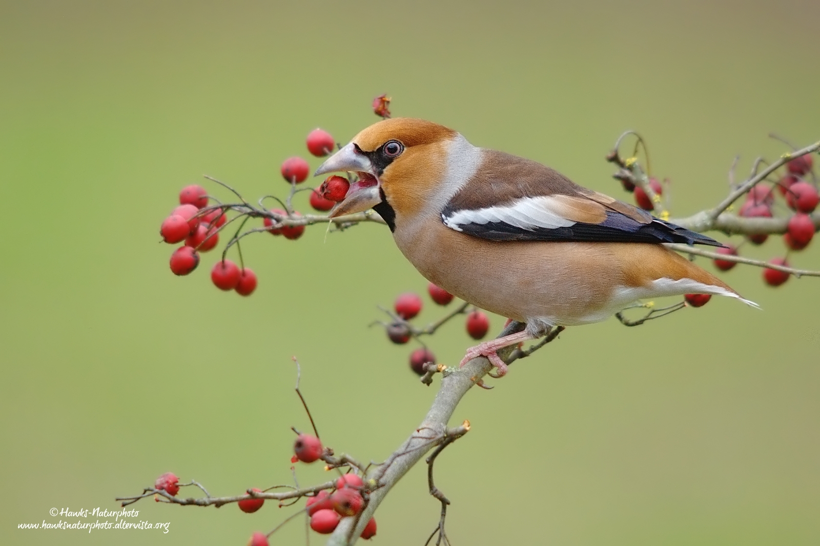 Hawfinch male