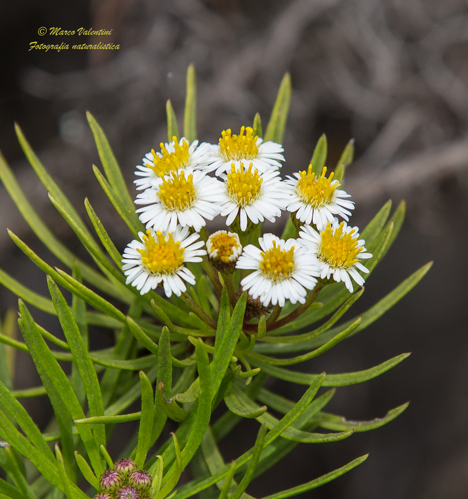 Lance-leafed bush Darwin