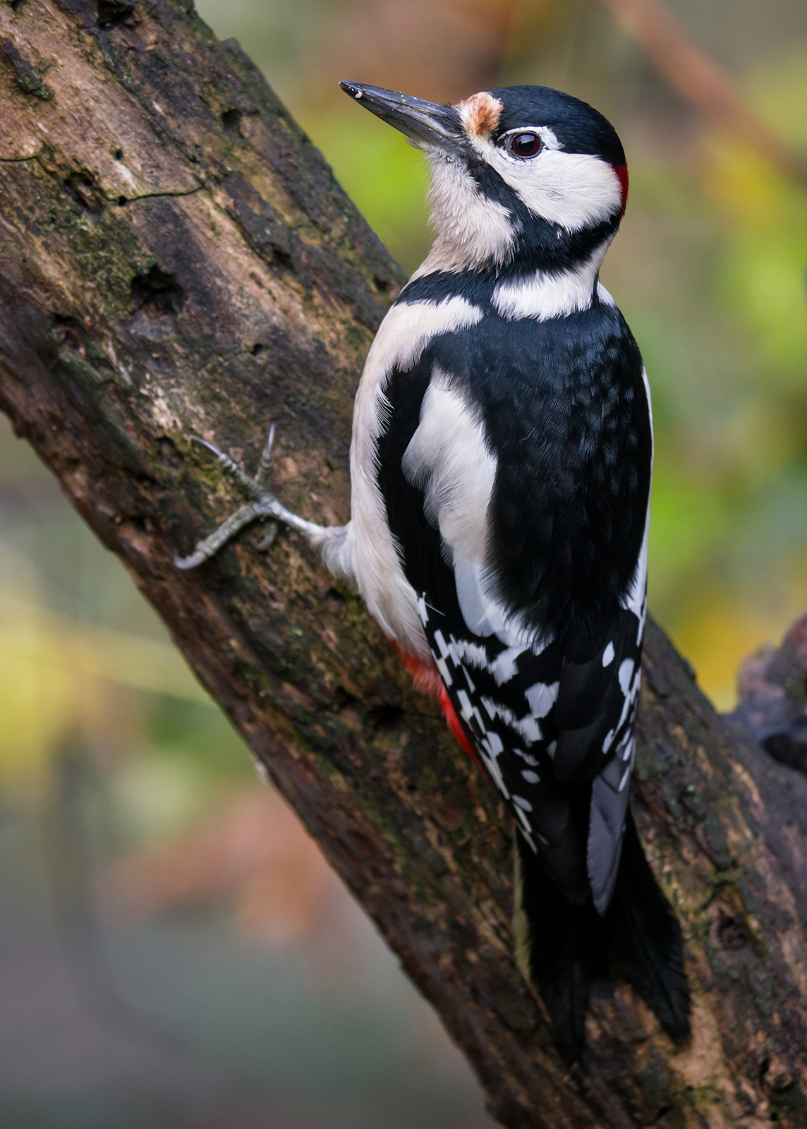 Turin: the banks of the Po. #Picchi #PicchioRossoMaggiore #