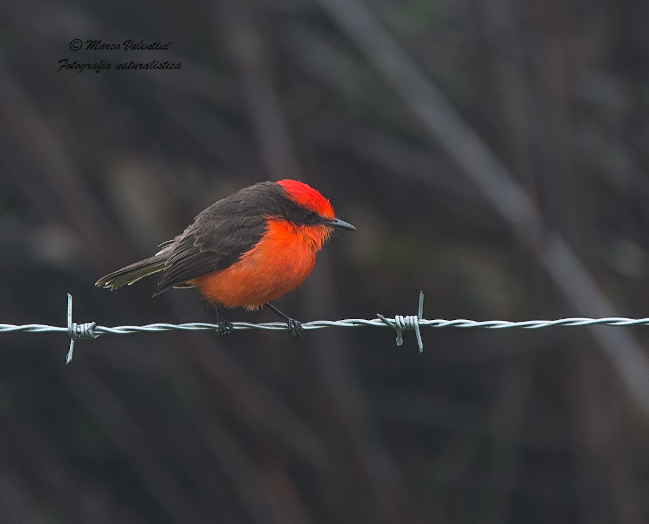 Flycatcher scarlet