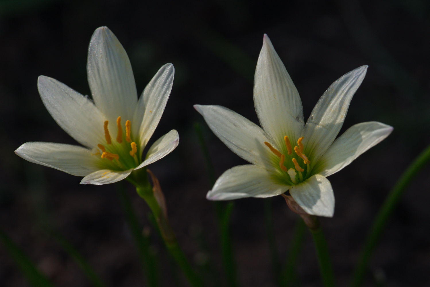 zephyranthes atamasco