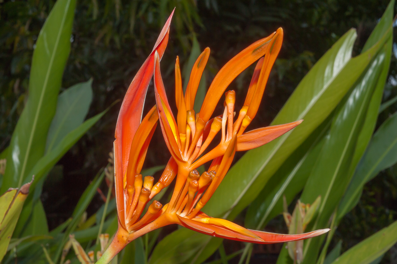 heliconia psittacorum