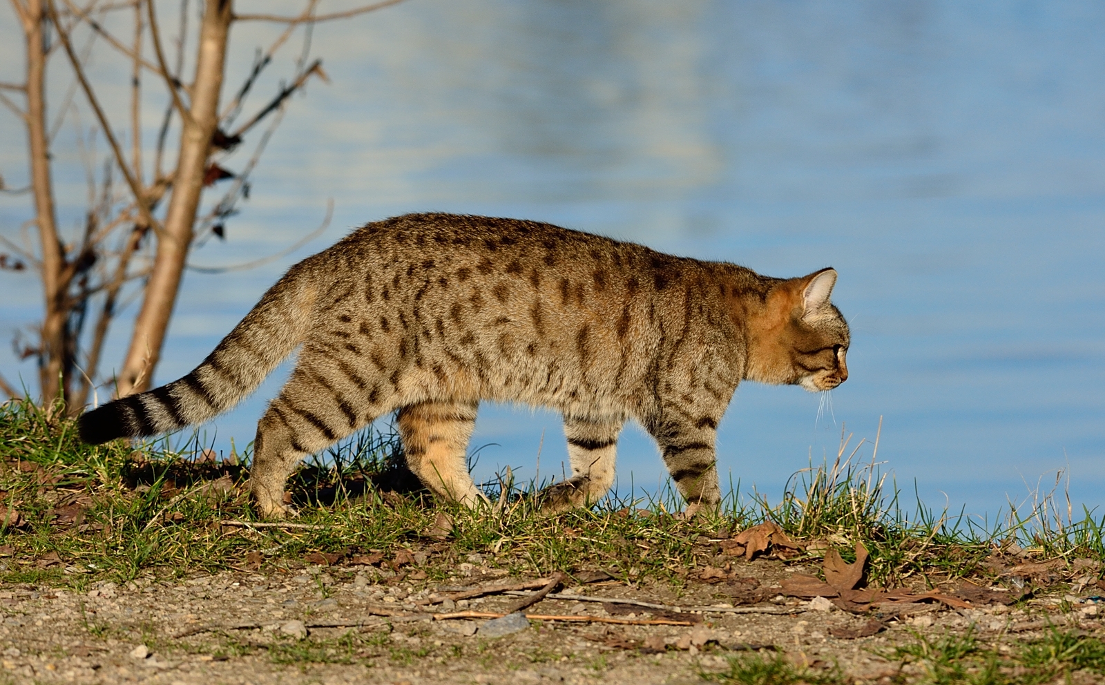 una bellezza di gatto