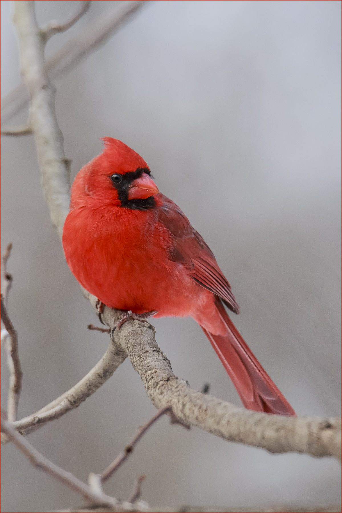 Winter Cardinal