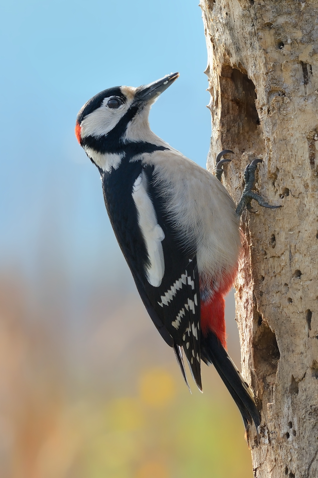 Woodpecker, backlit.
