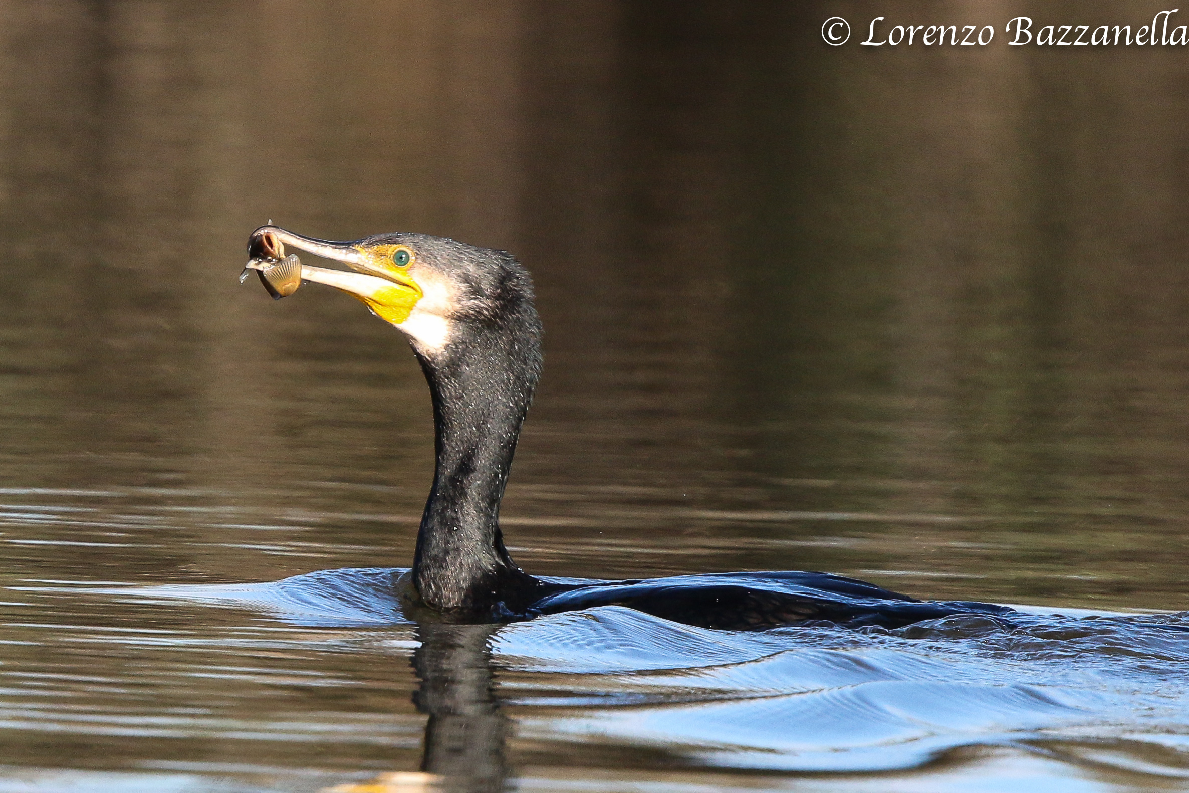 Nooo!!! Tengo famiglia!!!