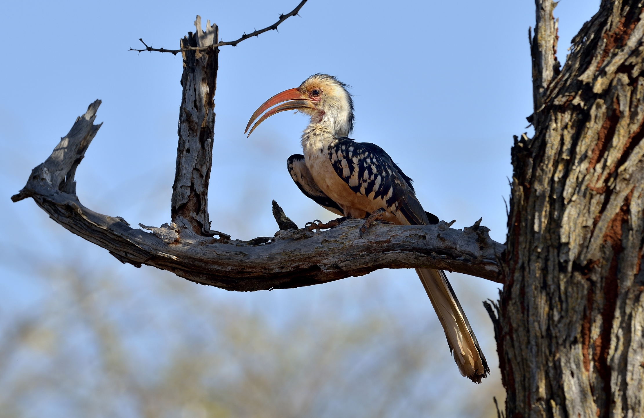 Etiopia 2015 - Bucero