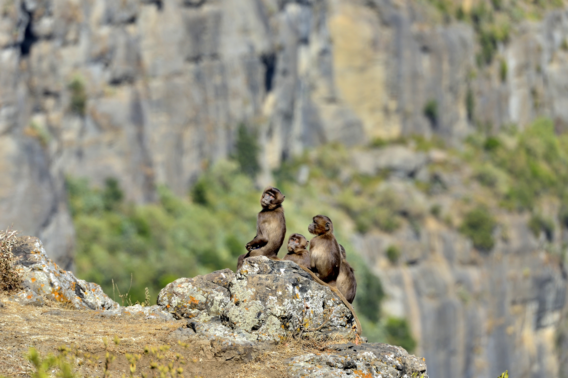 Etiopia 2015 - Gelada Baboon