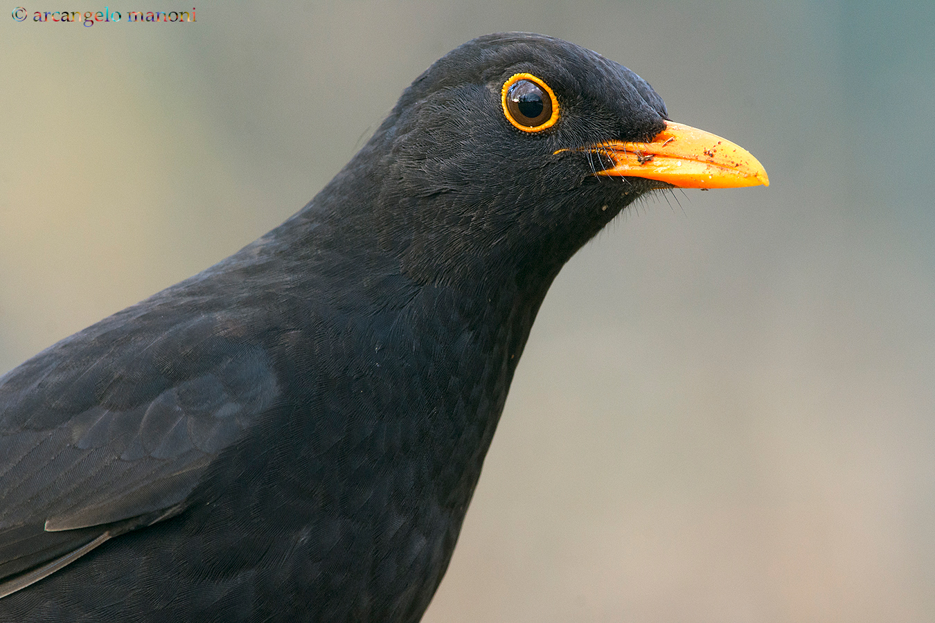 La curiosità si chiama merlo