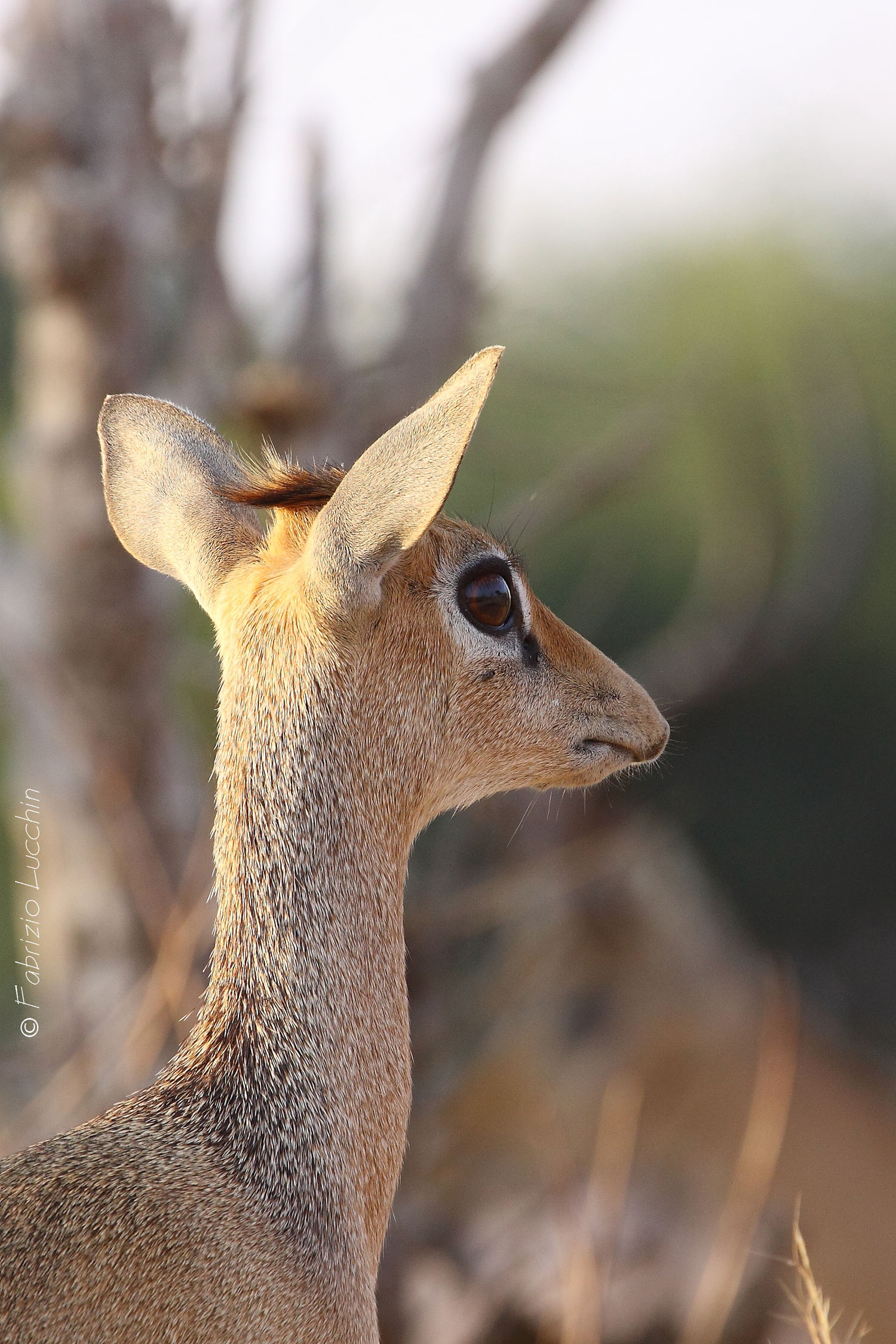 Dik Dik