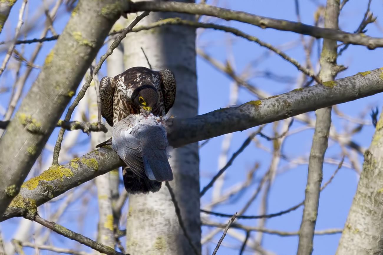 Peregrine Falcon with prey .....