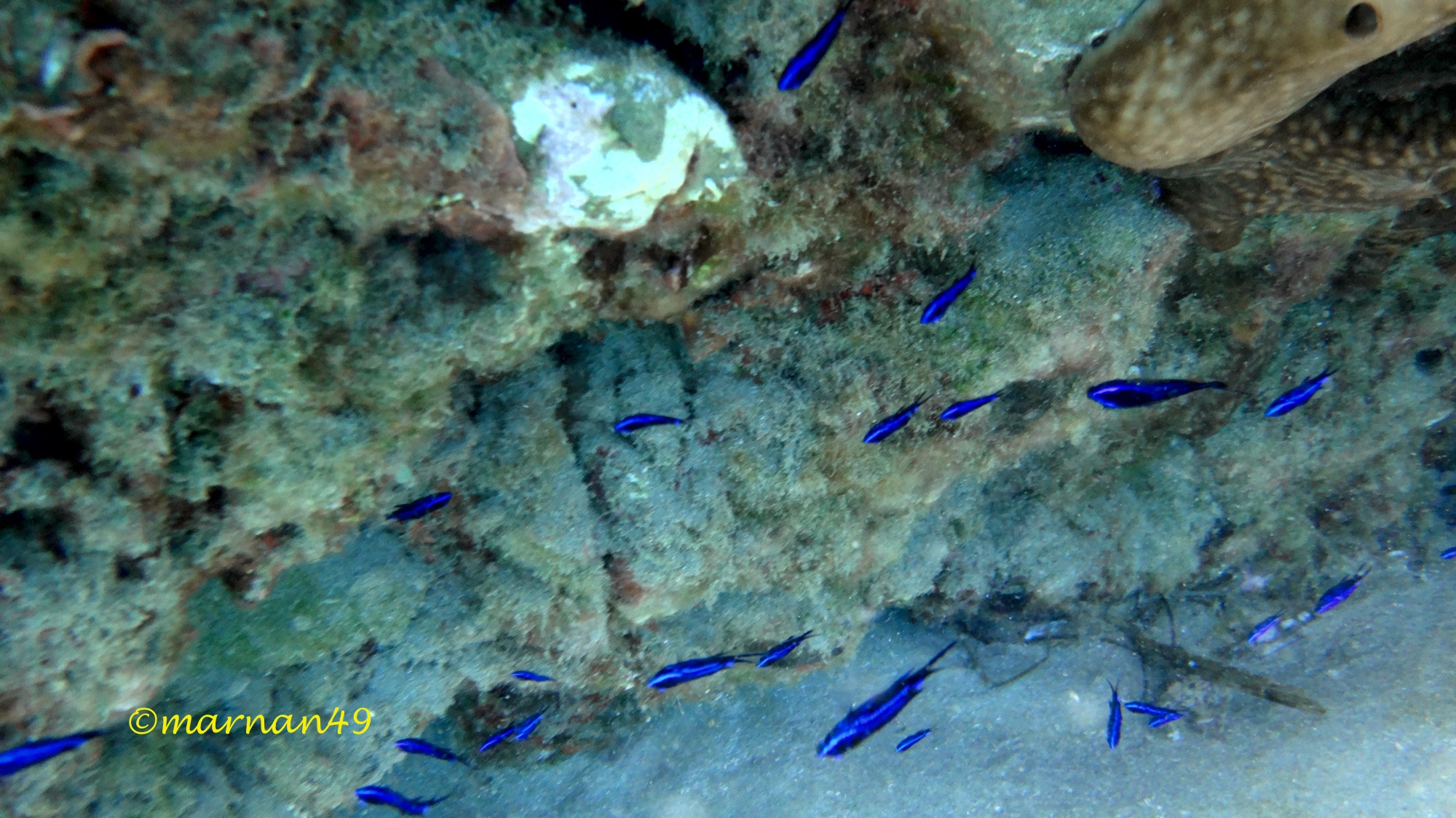 Le castagnole da giovani sono blu e fotofobiche