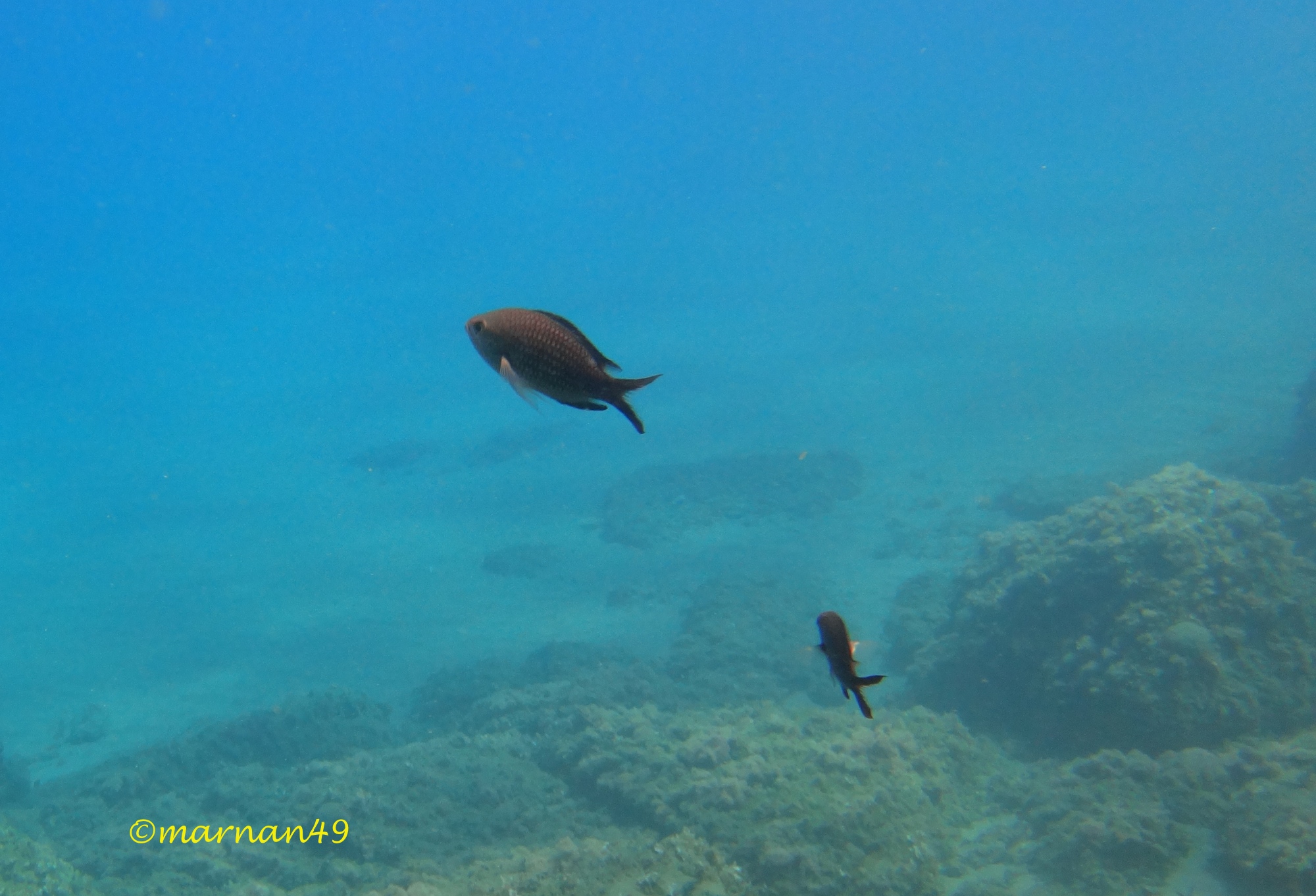 (Chromis chromis) Castagnole adulte color marrone scuro