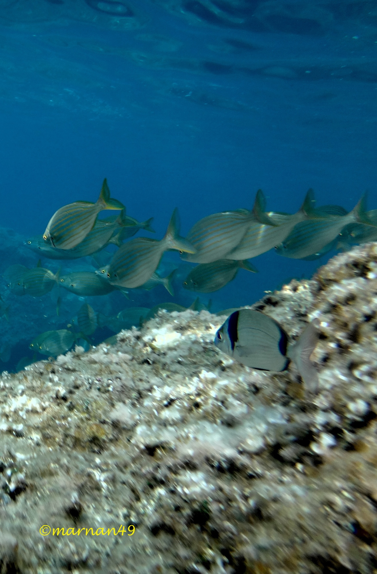 Sarago fasciato o sarago testa nera (Diplodus vulgaris)