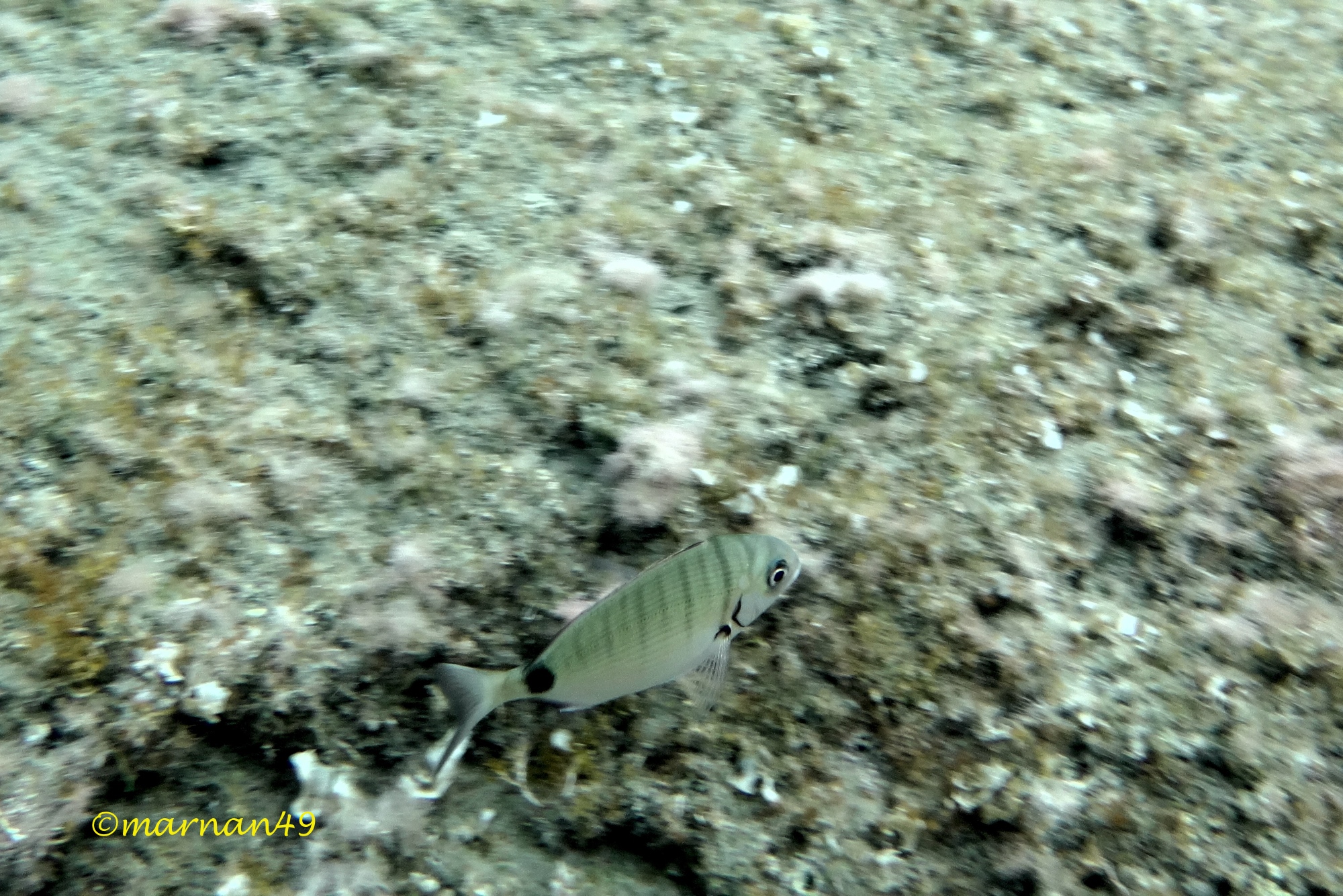 Diplodus sargus sargus Linnaeus, 1758 Sarago maggiore