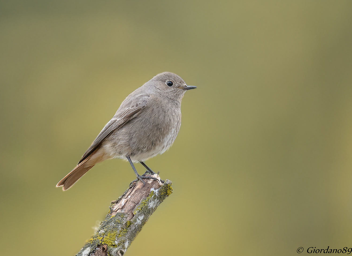 Redstart in ... yellow!