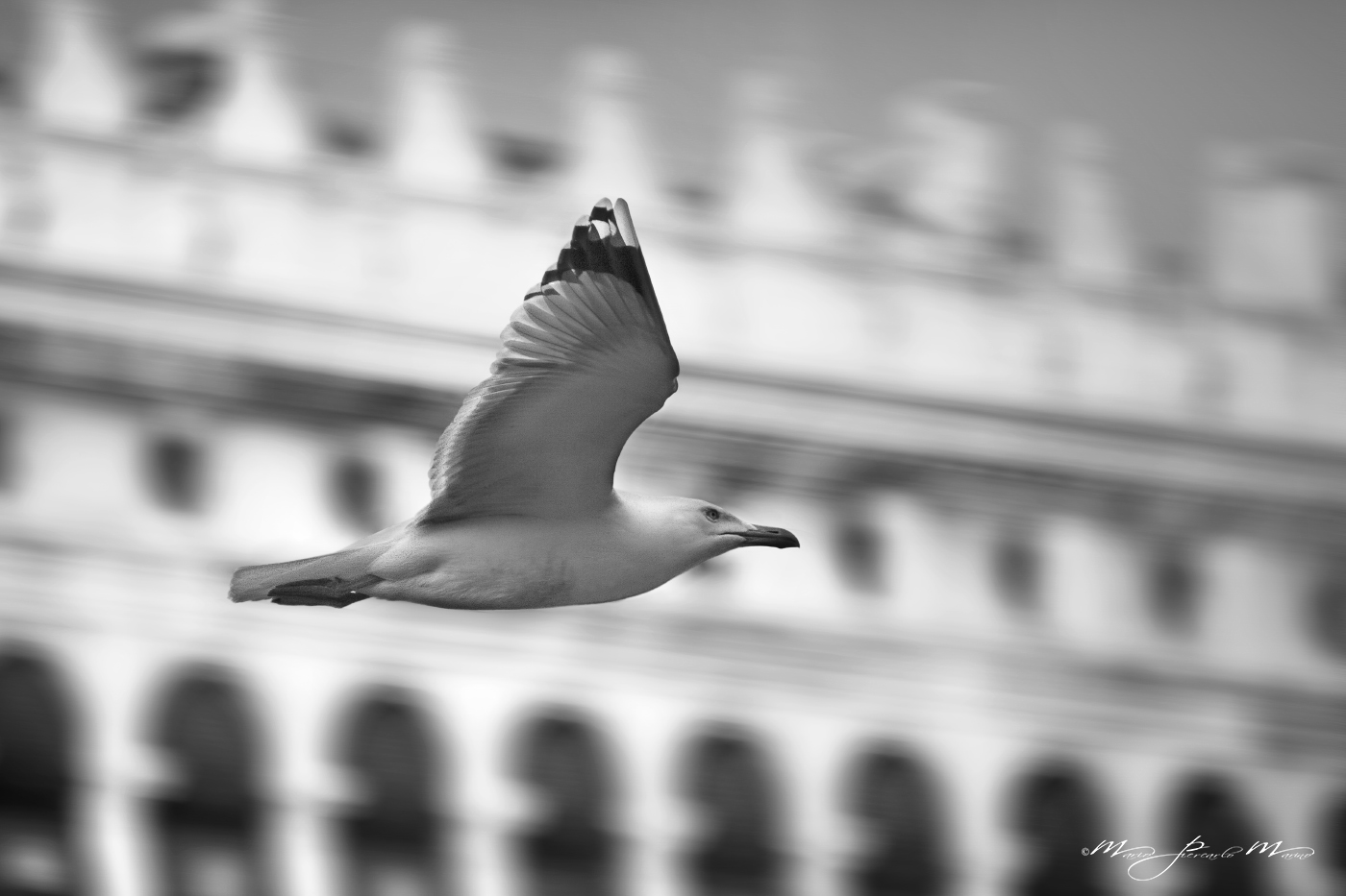 Gabbiano in Piazza san Marco