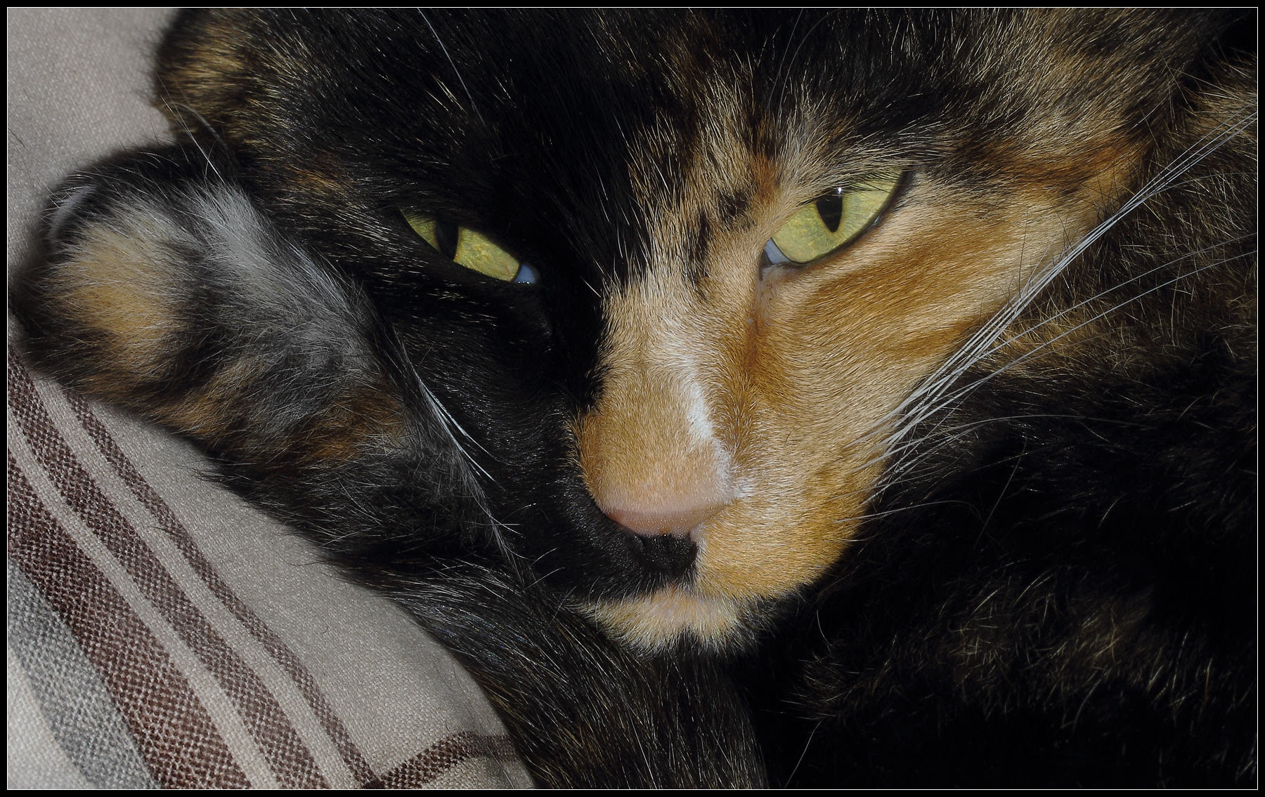 A queue for pillow, Catherine, Velletri January 16 201