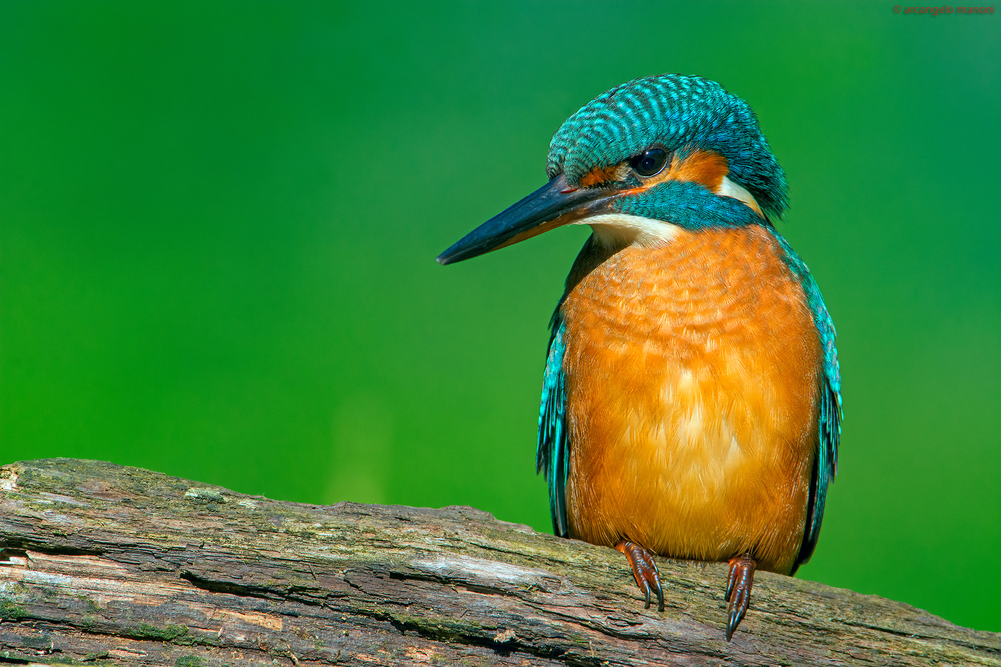 Un martino a mezzogiorno