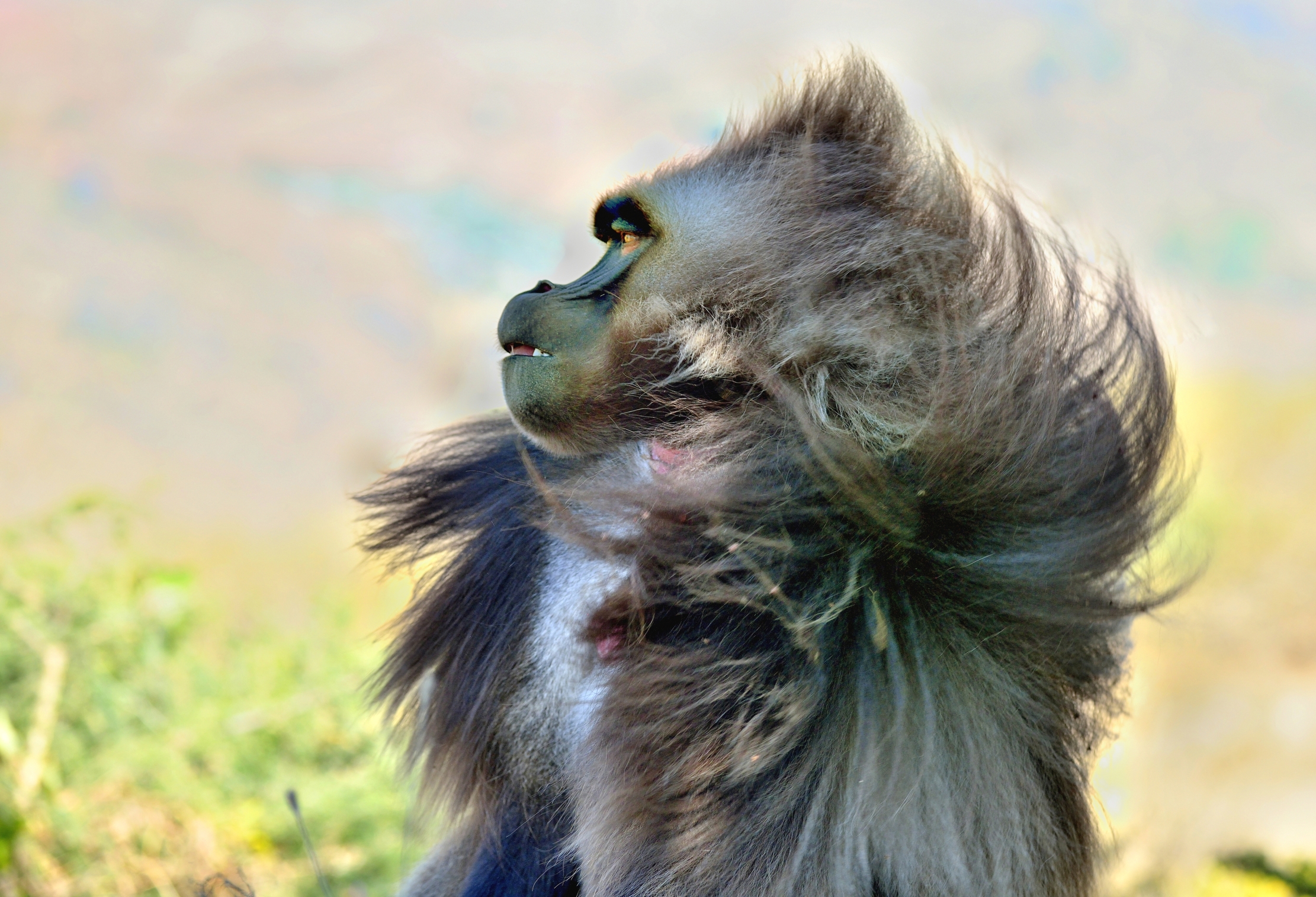 Etiopia 2015 - Gelada baboon
