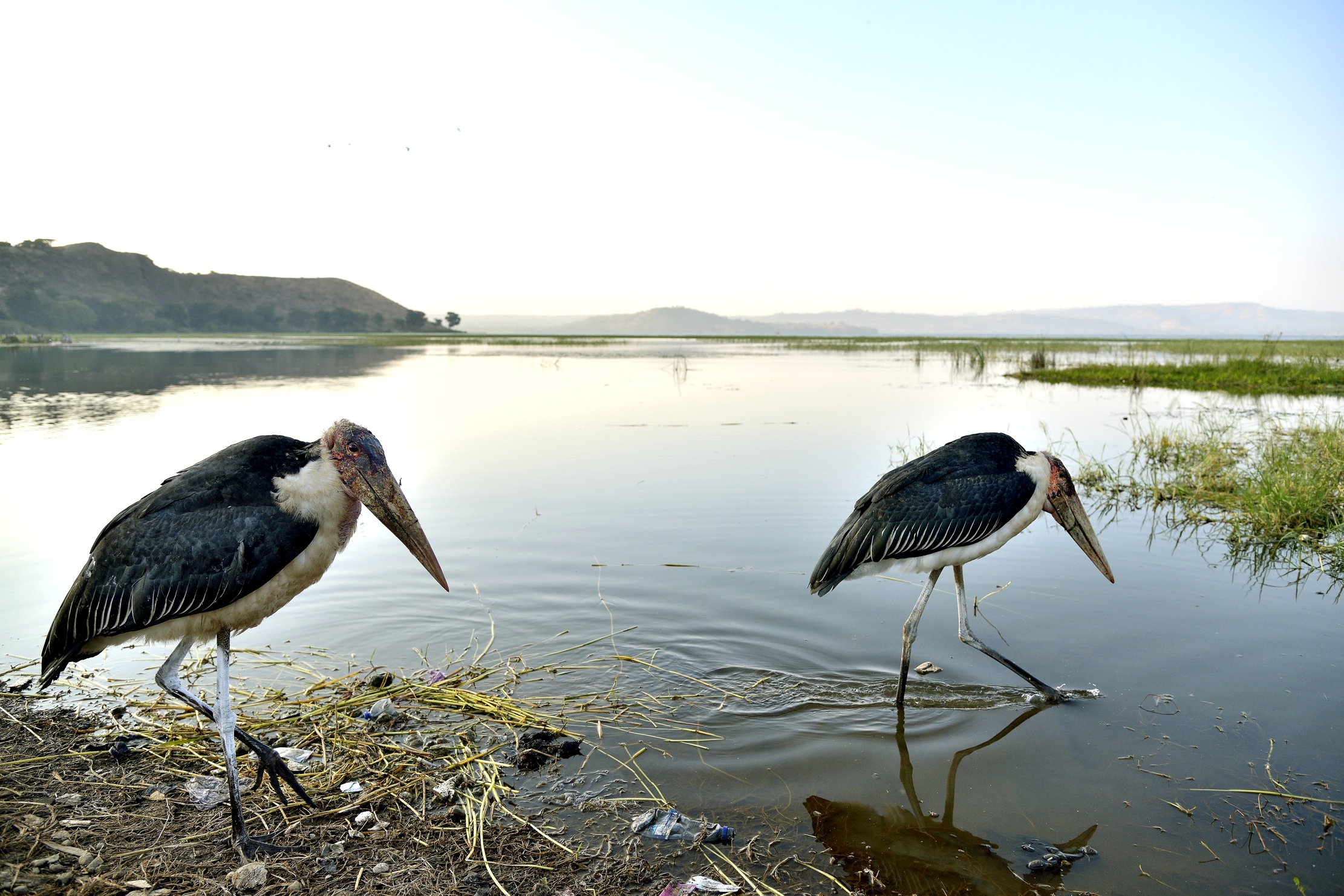 Etiopia 2015 - Marabù sul lago Hawassa