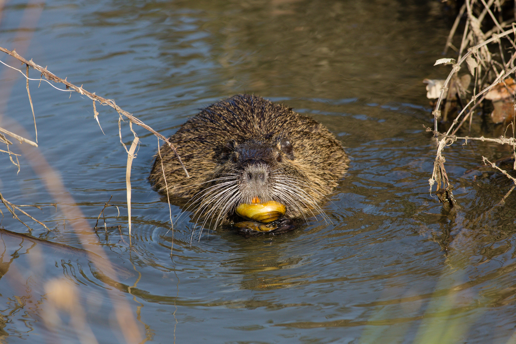 Happy hour with oysters and champagne