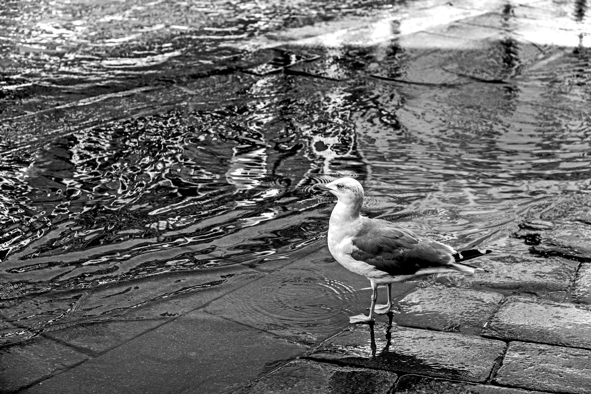 L'acqua si confonde con il marciapiede