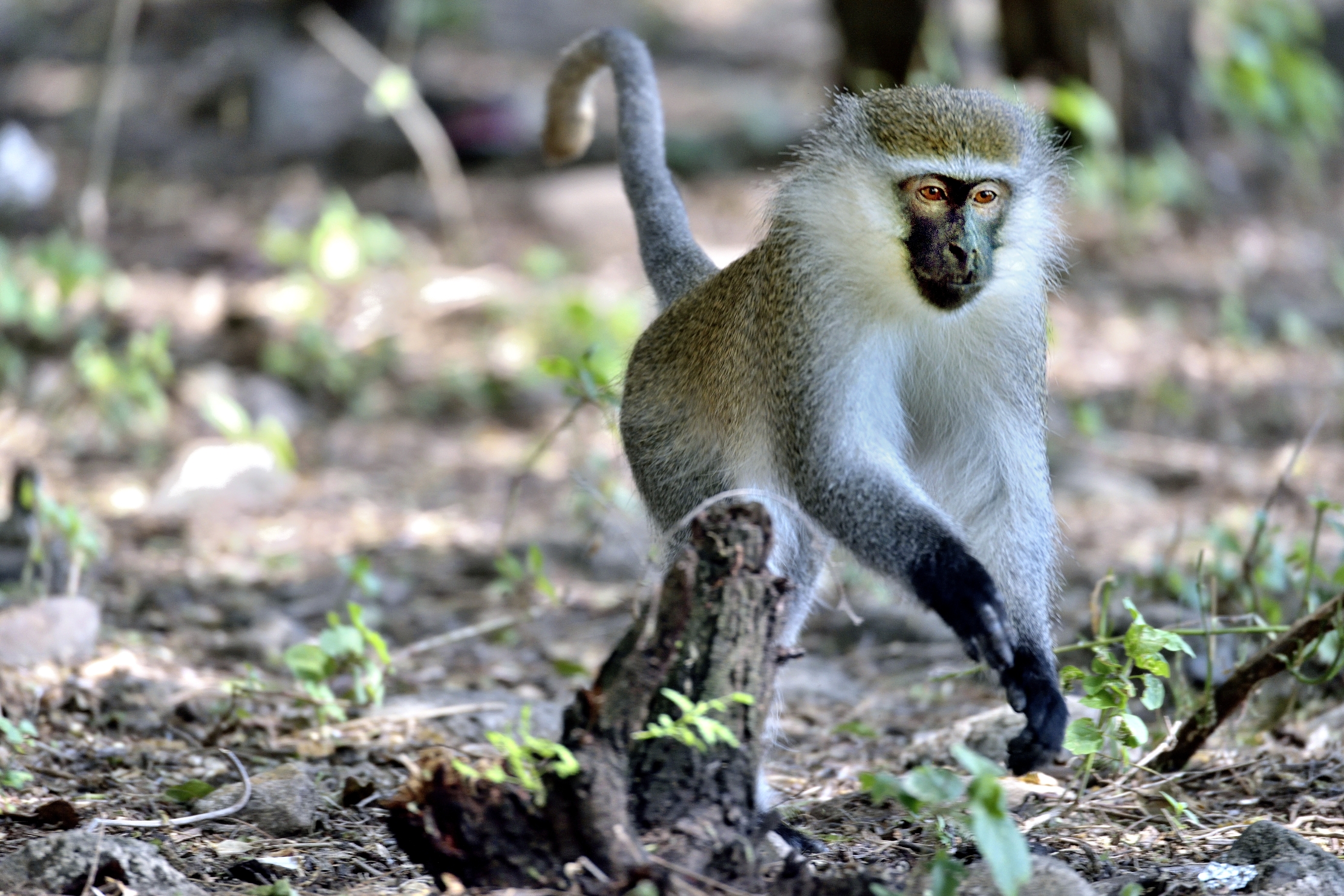 Etiopia 2015 - Cercopiteco