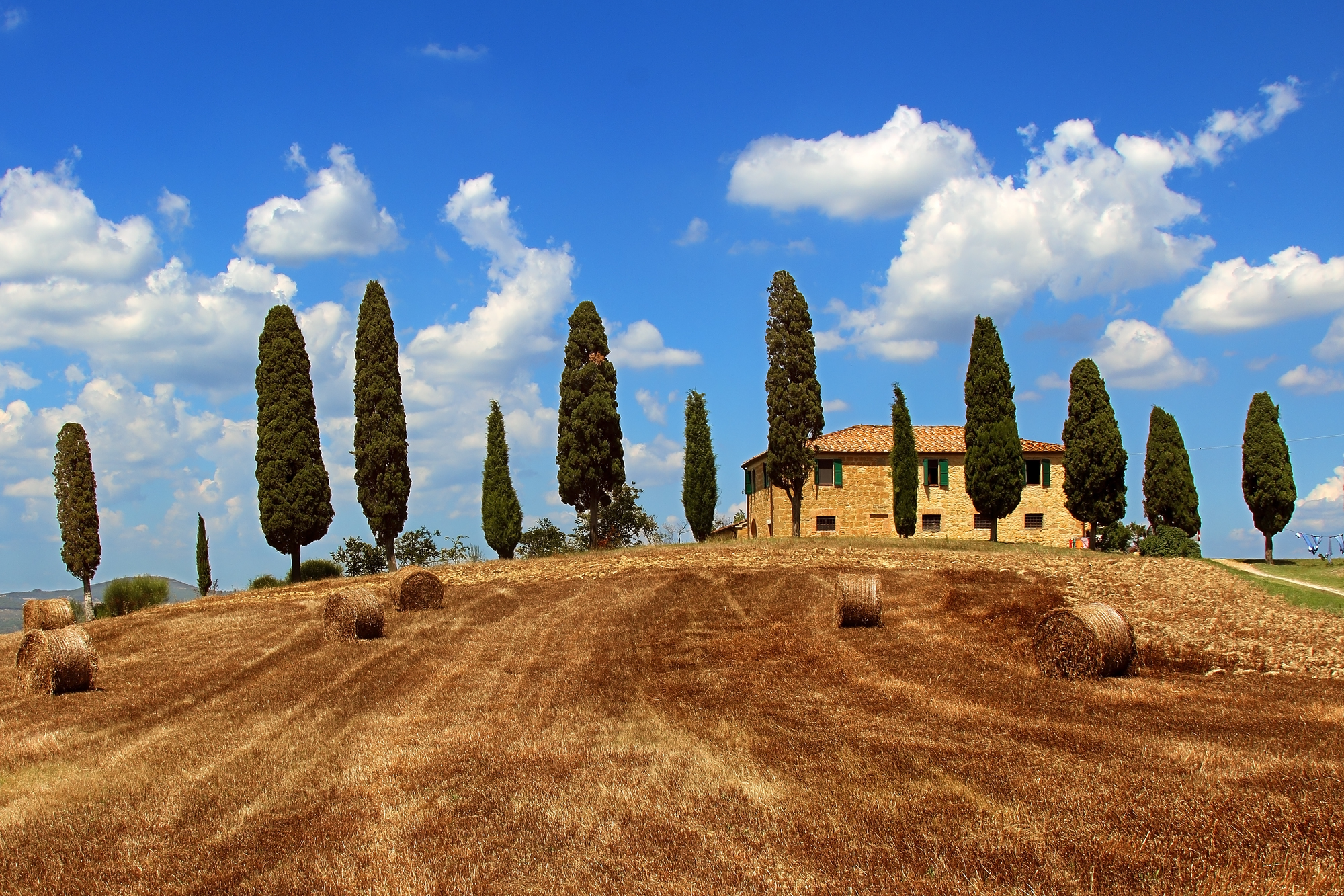 the cypress in the middle of summer