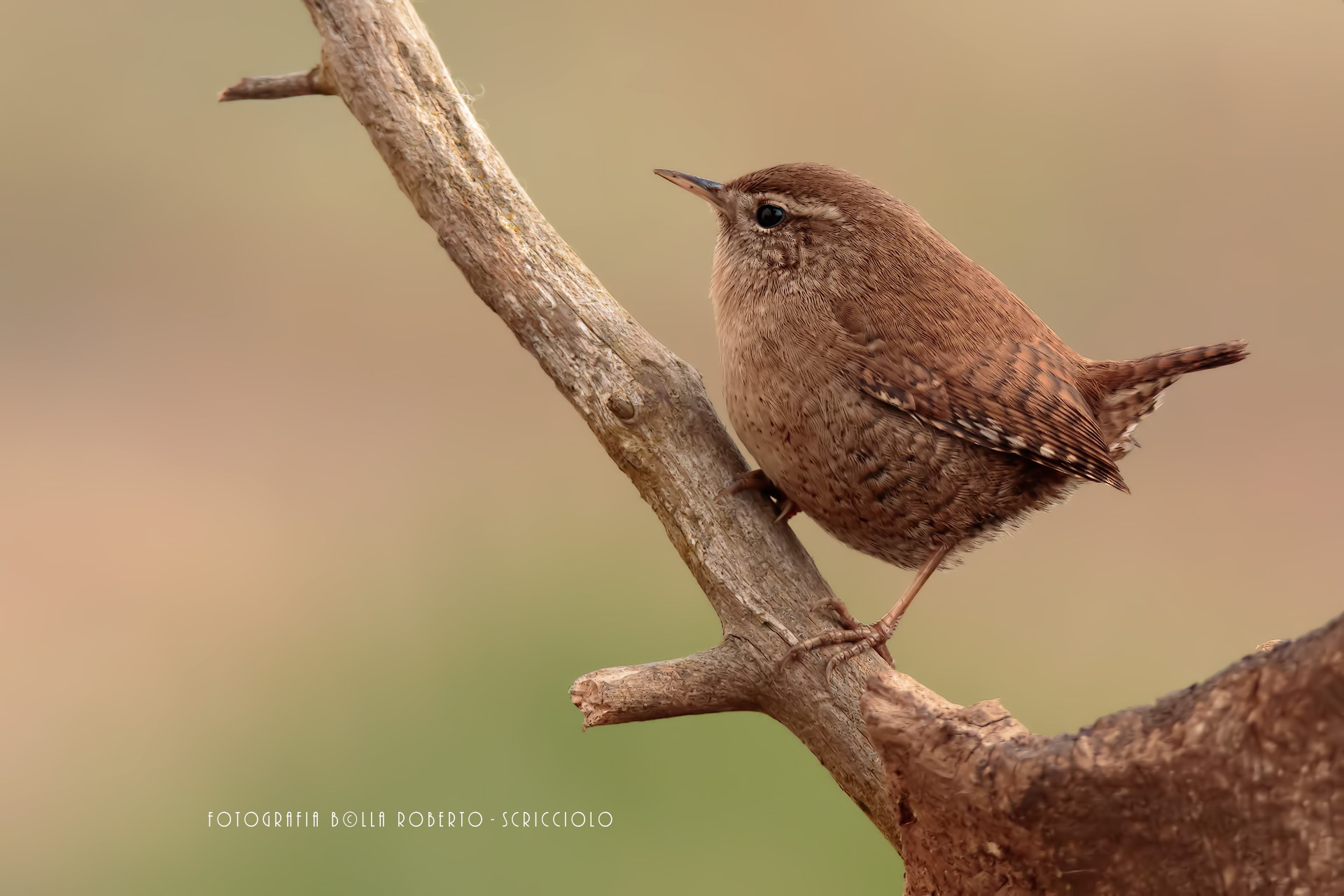 Wren