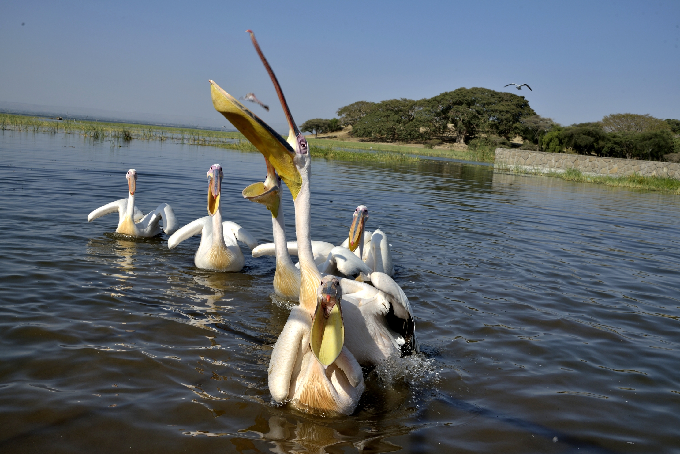 Etiopia 2015 - Pellicani sul lago Hawassa
