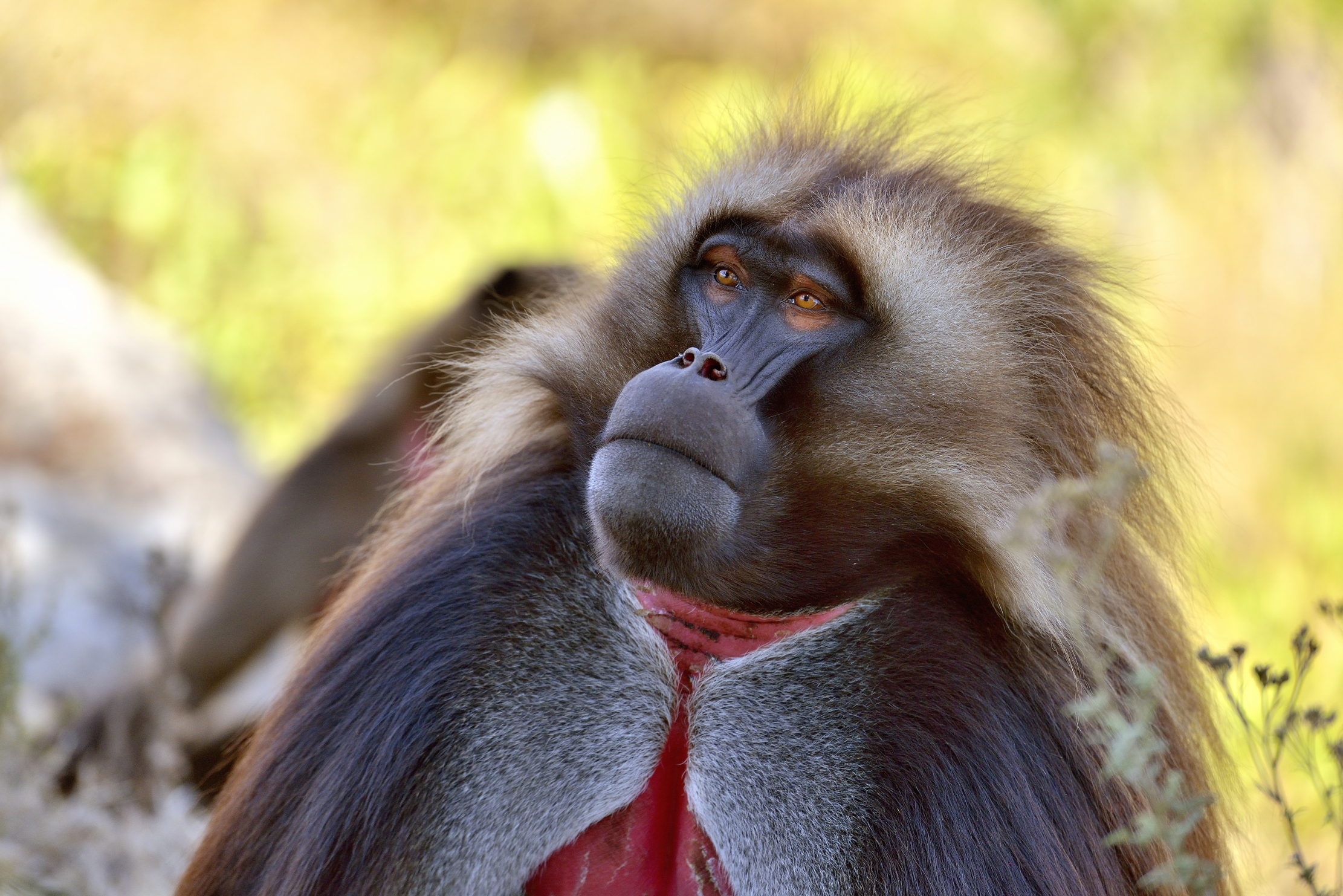 Etiopia 2015 - Gelada boboon