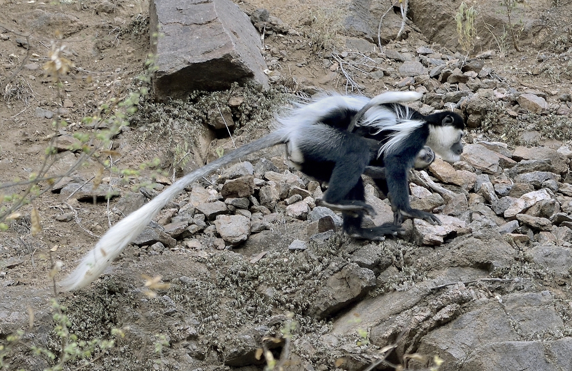 Etiopia 2015 - Colobus con piccolo