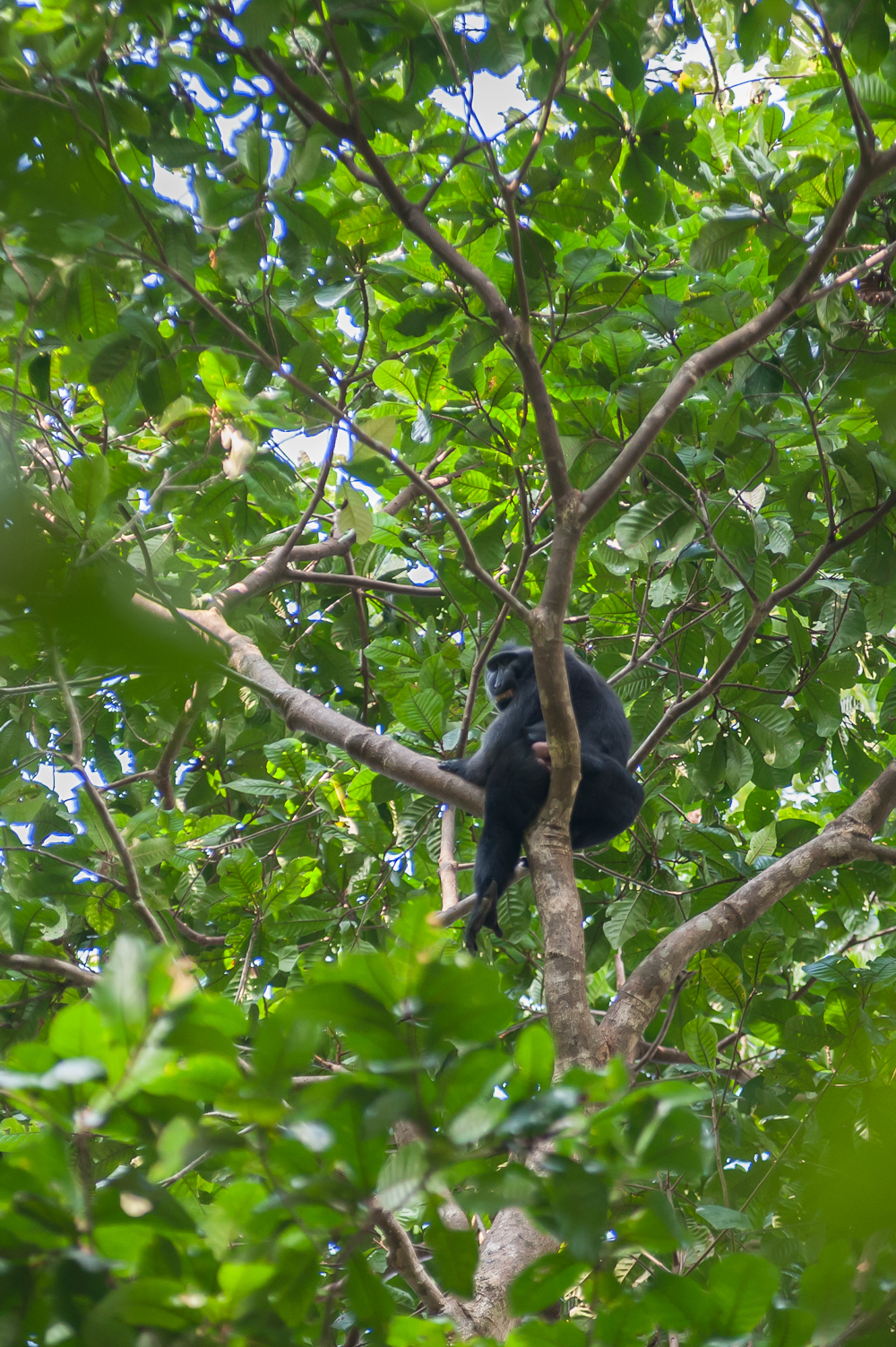 macaca nigra