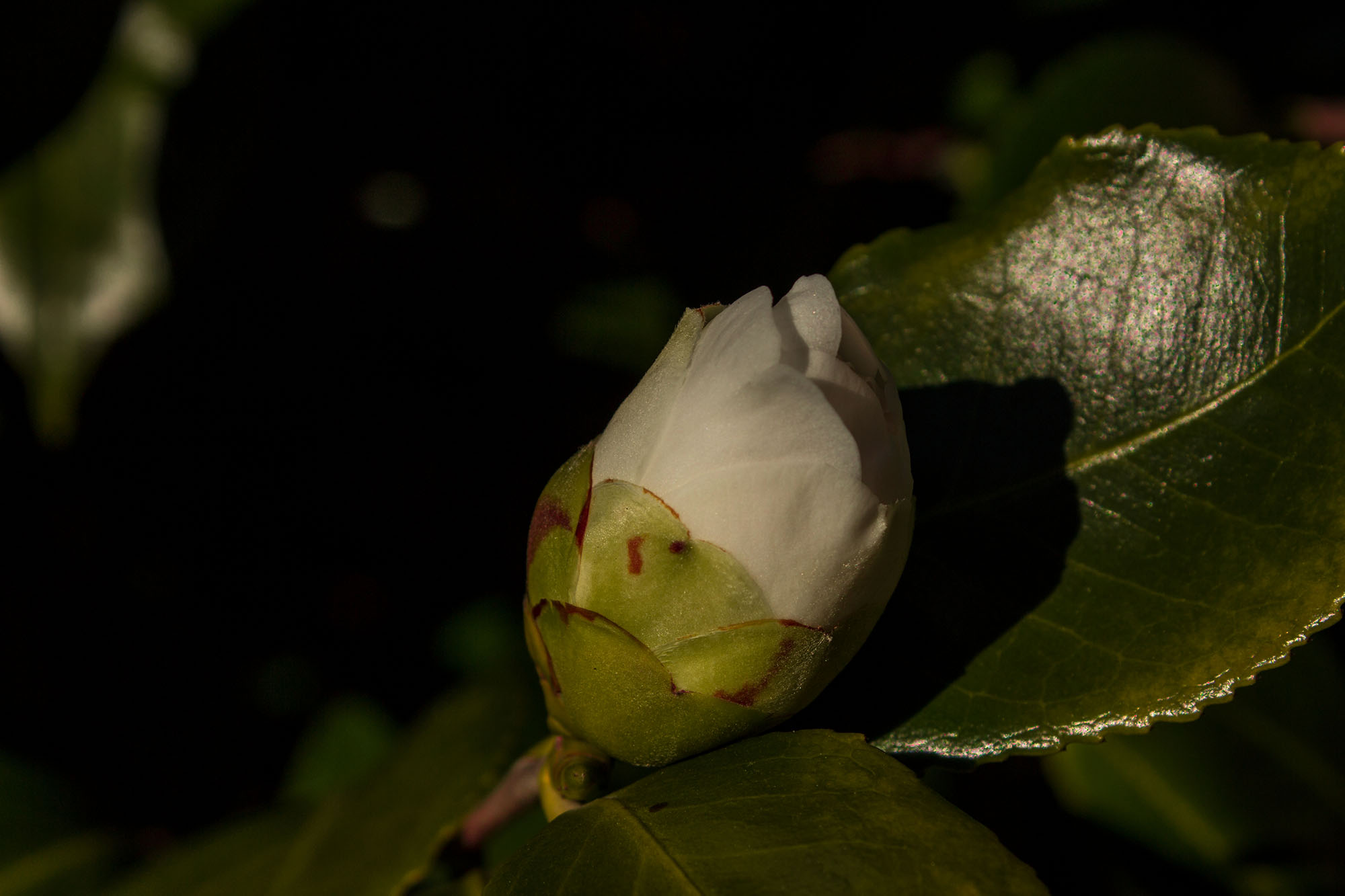 bocciolo camelia bianca