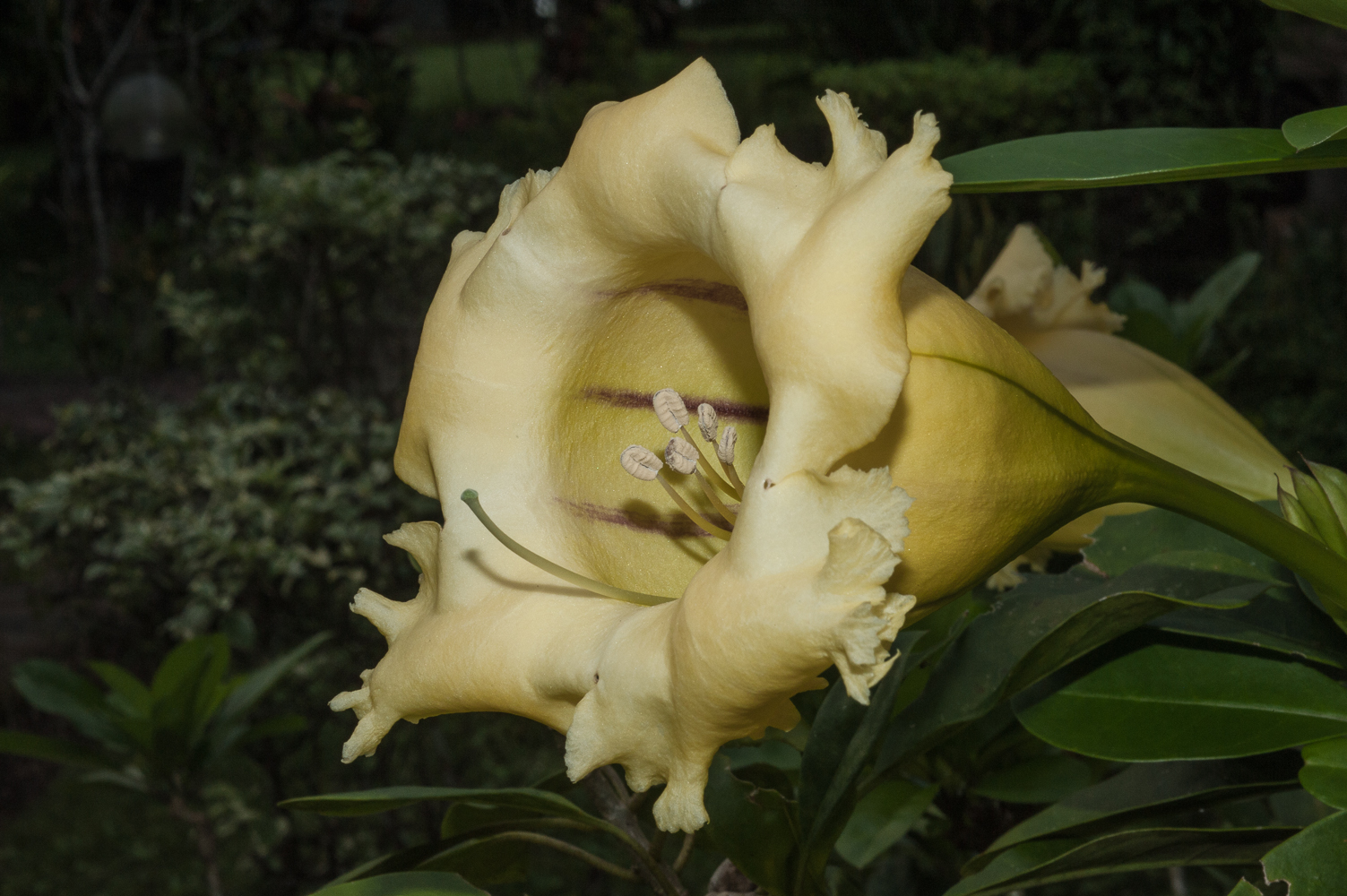 solandra maxima