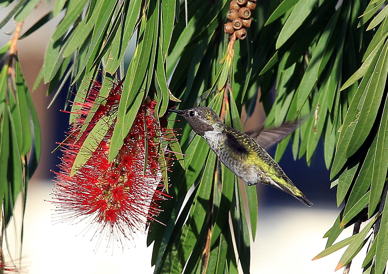 canticchiando uccello con un fiore