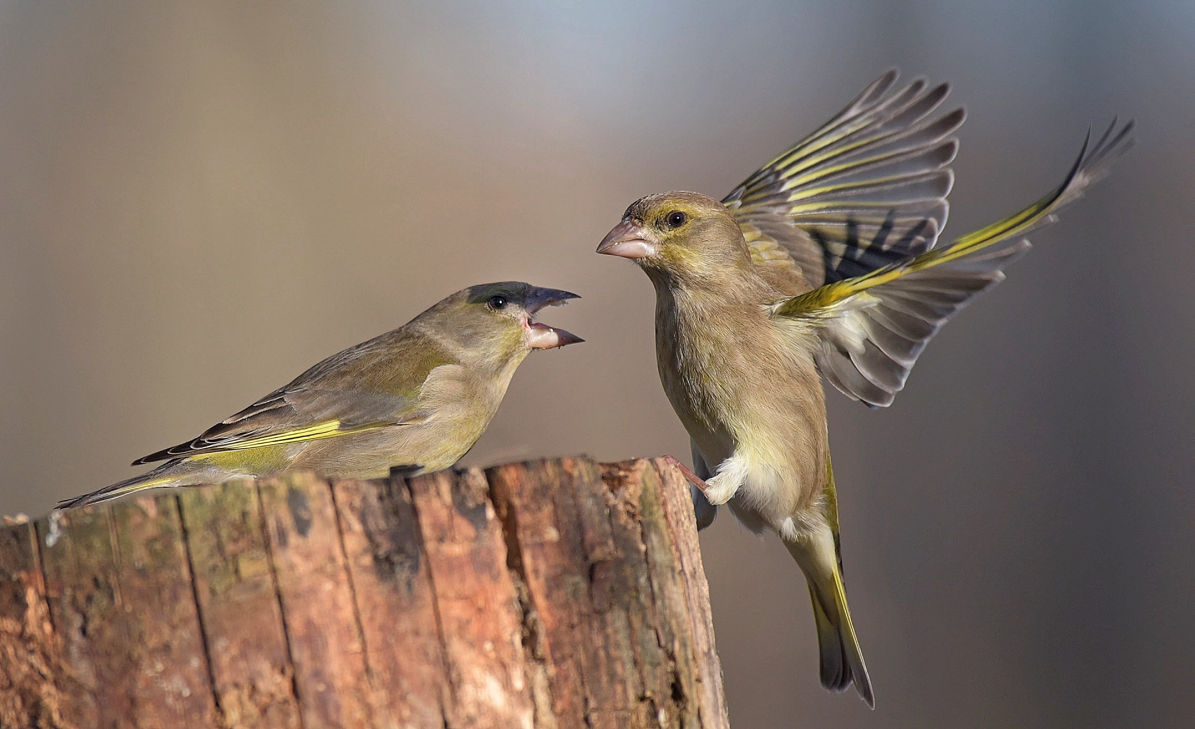 È questa l' ora di tornareee?