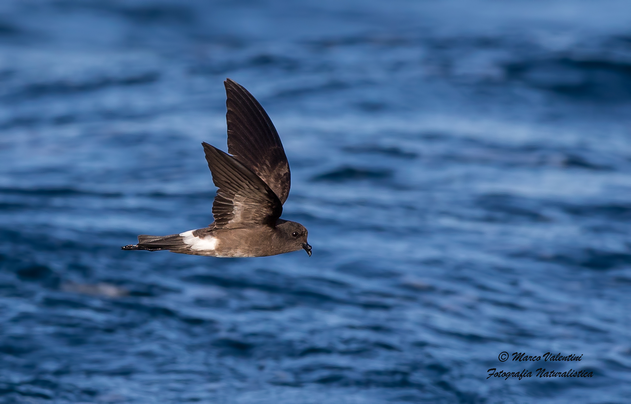 Storm petrel