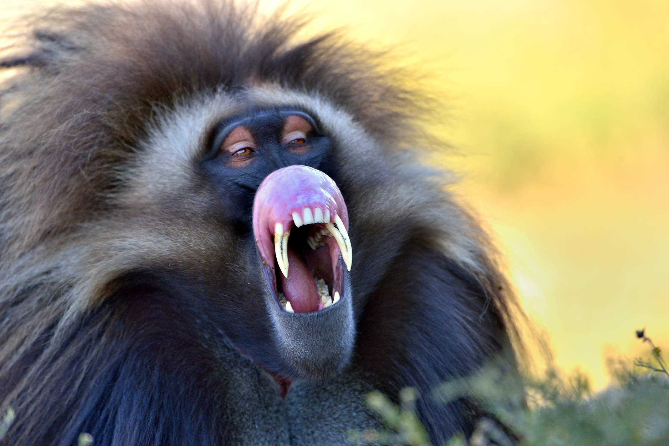 Etiopia 2015 - Gelada baboon