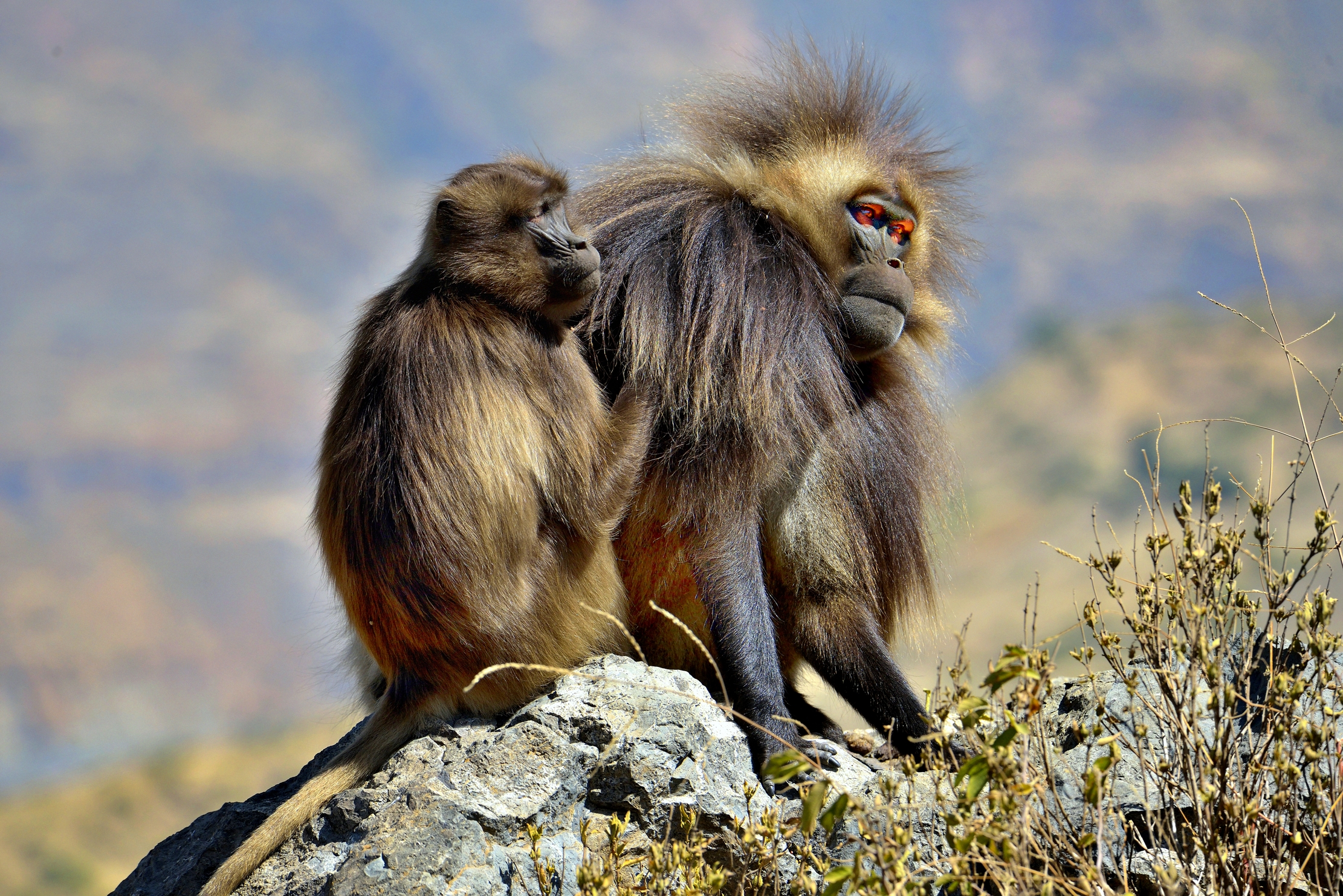 Etiopia 2015 - Gelada baboon