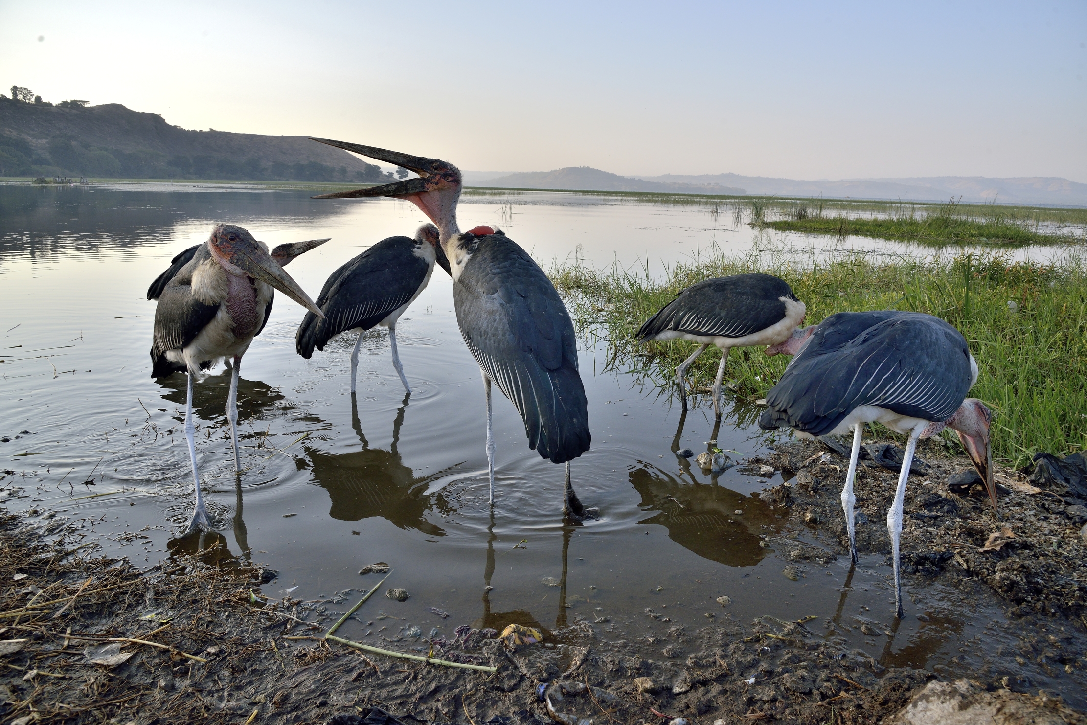 Etiopia 2015 - Marabù al lago Hawassa
