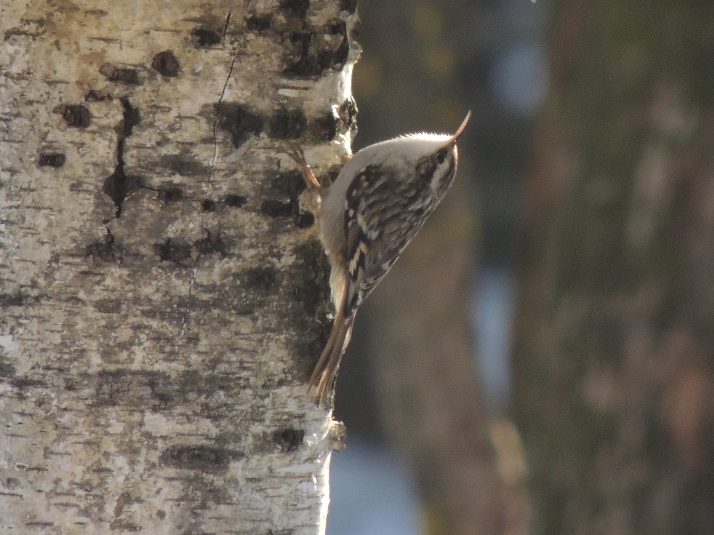 treecreeper in vertical ......