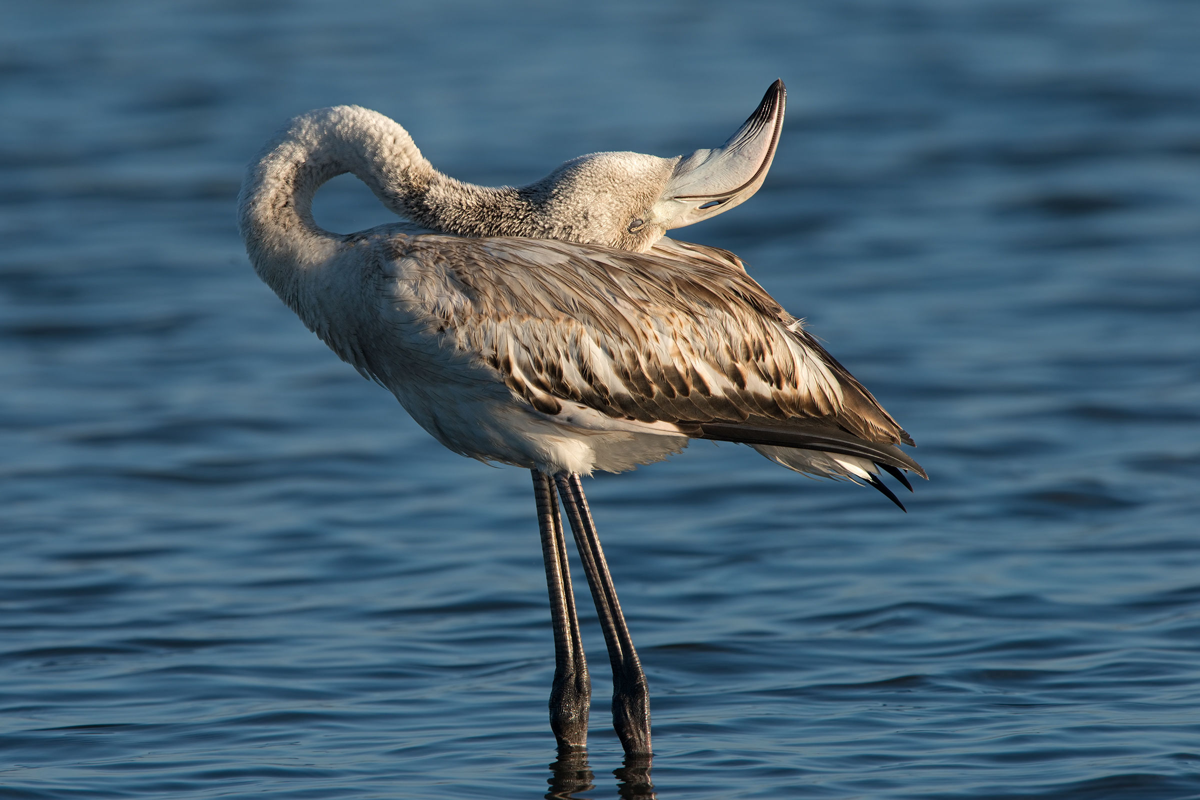 flamingo young cleaning