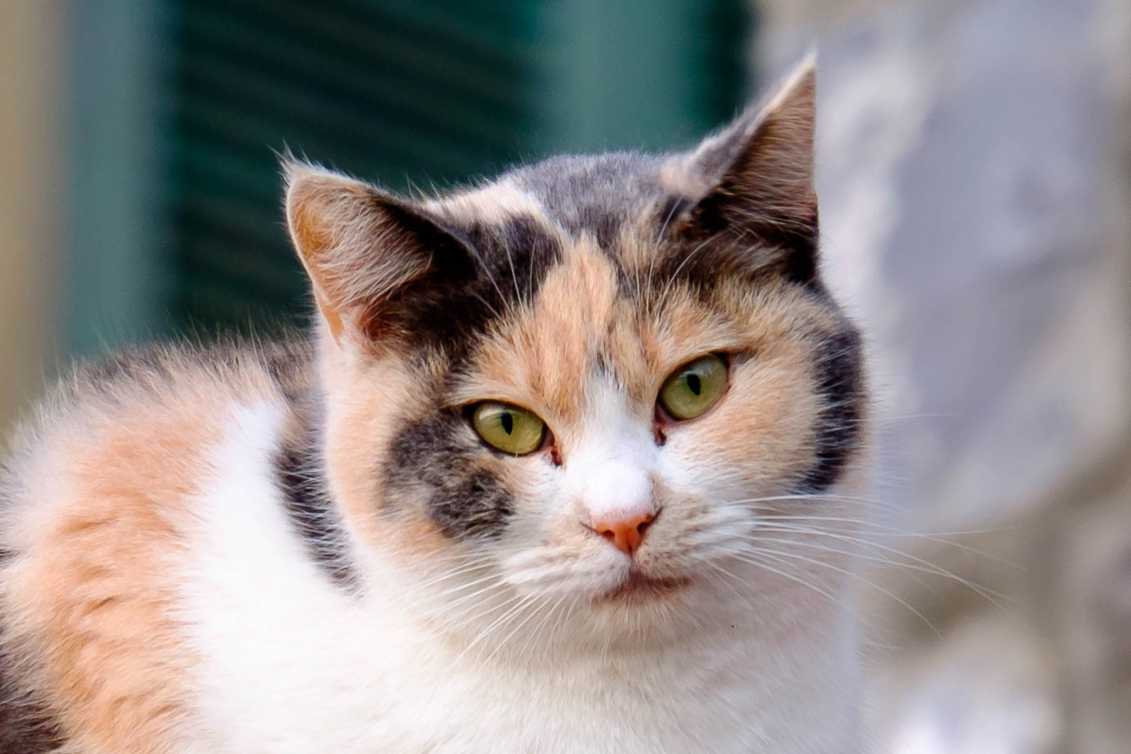 Ferocious feline ... citizen.