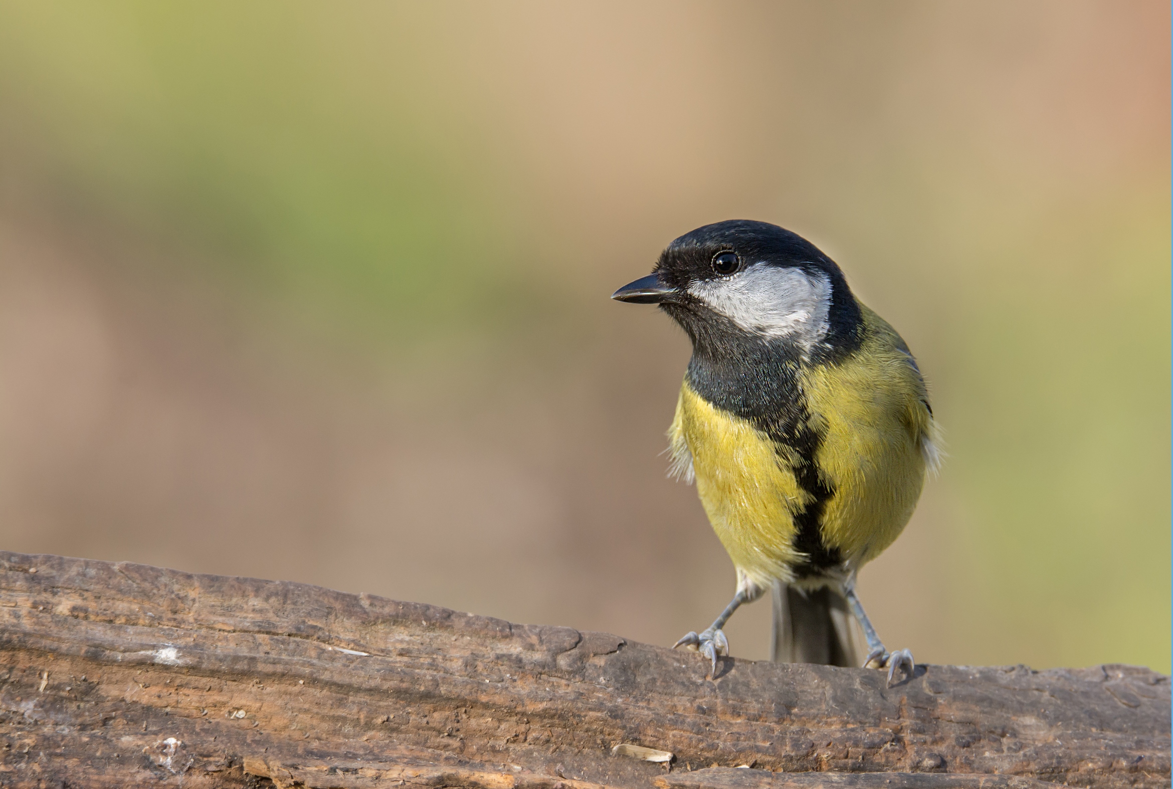 Great Tit